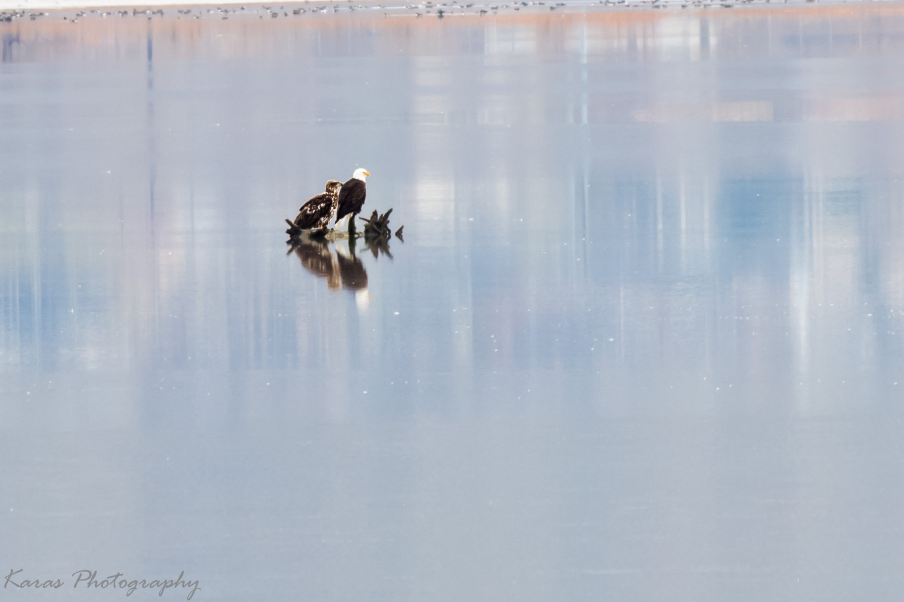 Canon EF-S 55-250mm F4-5.6 IS II sample photo. (of ) photography