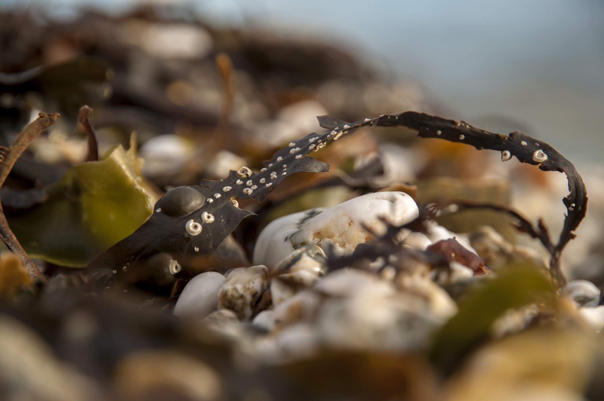 Nikon D5000 sample photo. Treasures of the ocean photography