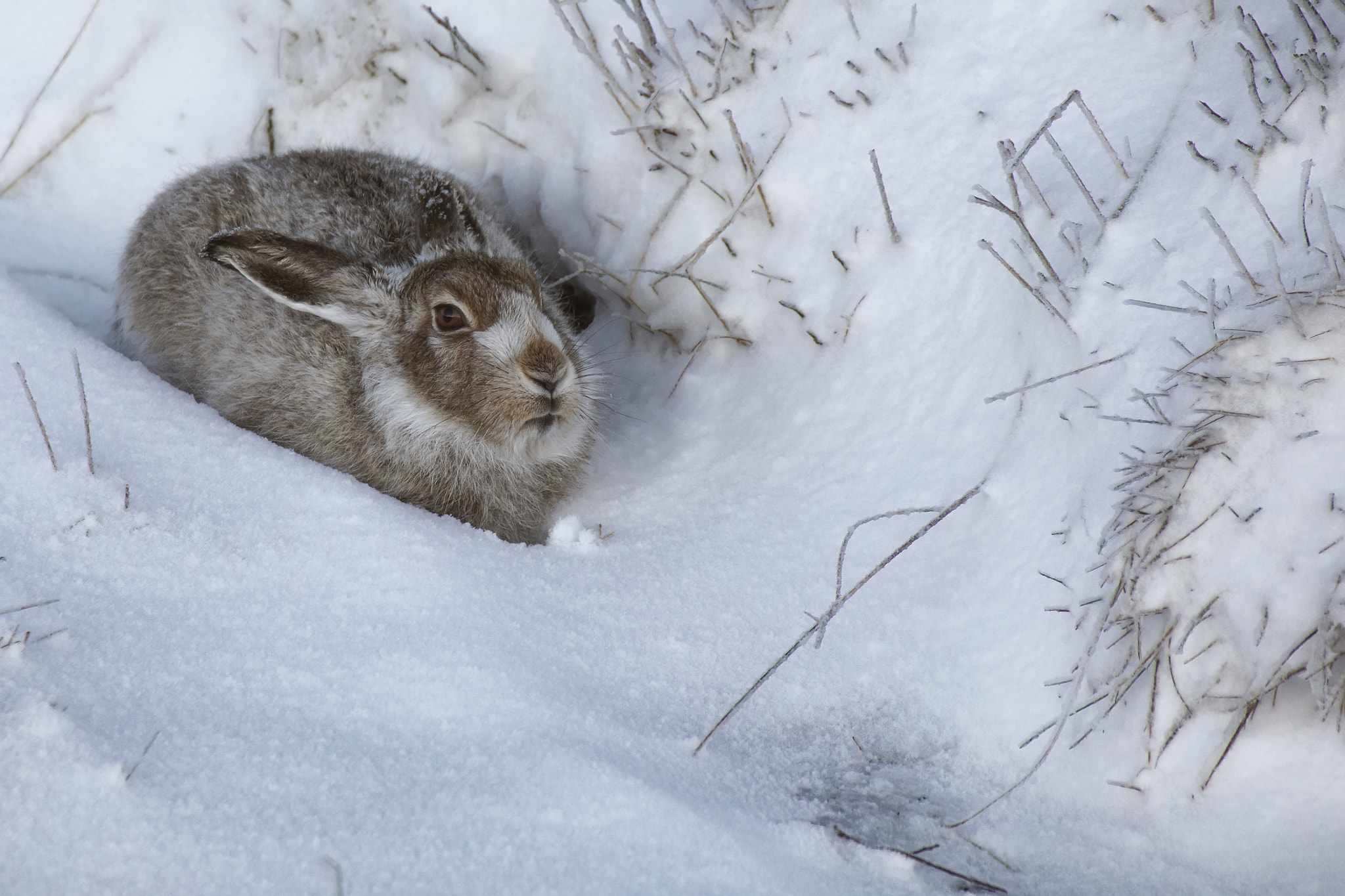 Canon EOS 5DS R sample photo. Winter coat photography