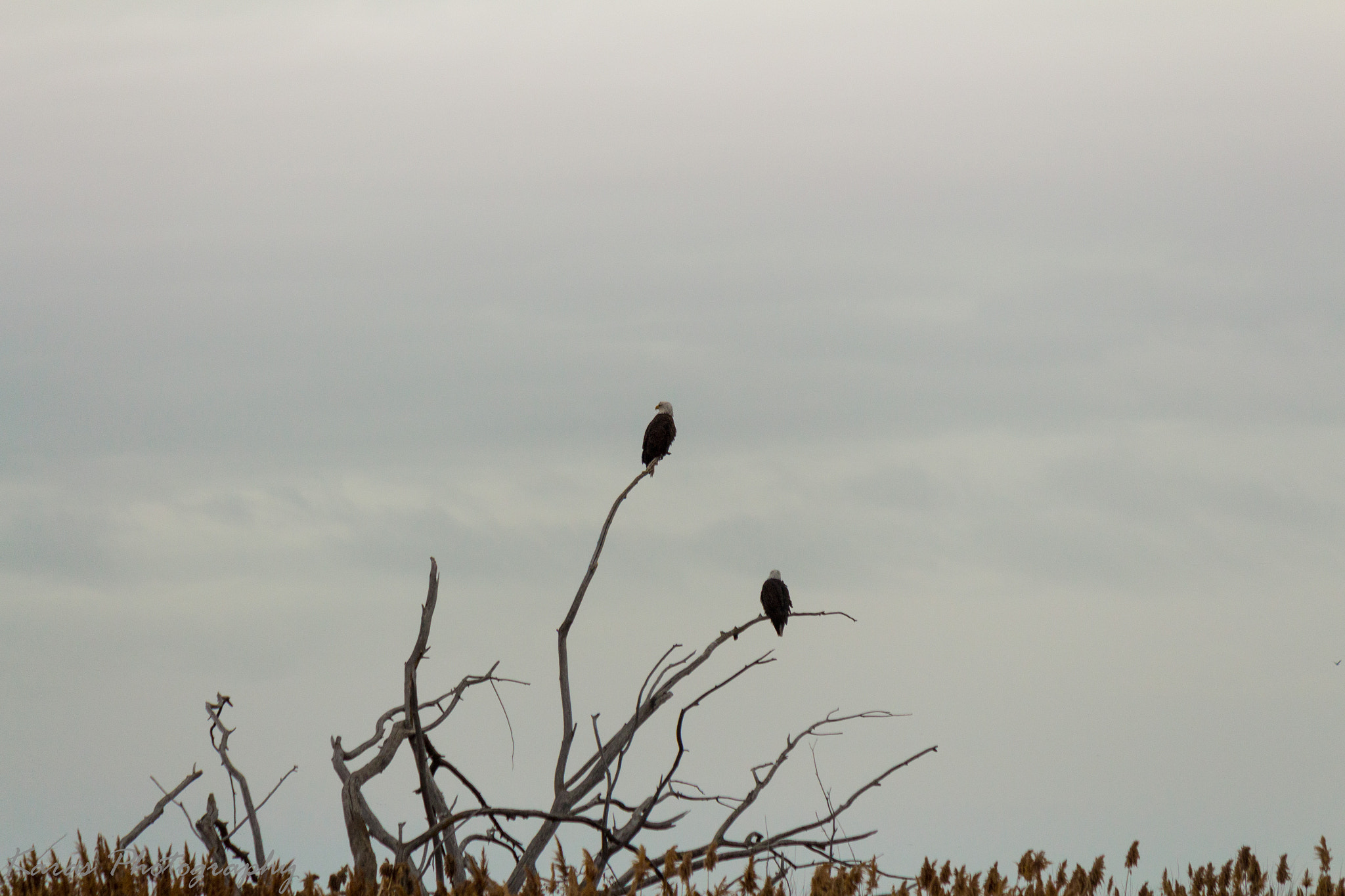 Canon EF-S 55-250mm F4-5.6 IS II sample photo. (of ) photography