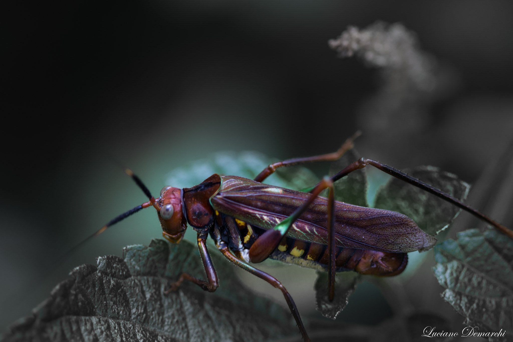 Canon EF 100mm F2.8 Macro USM sample photo. Grilo photography