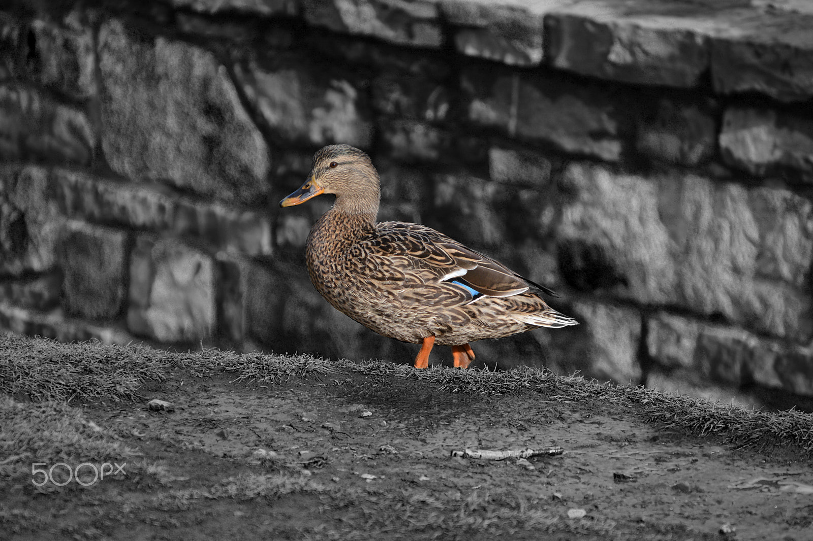 AF Zoom-Nikkor 35-135mm f/3.5-4.5 sample photo. Quack quack photography