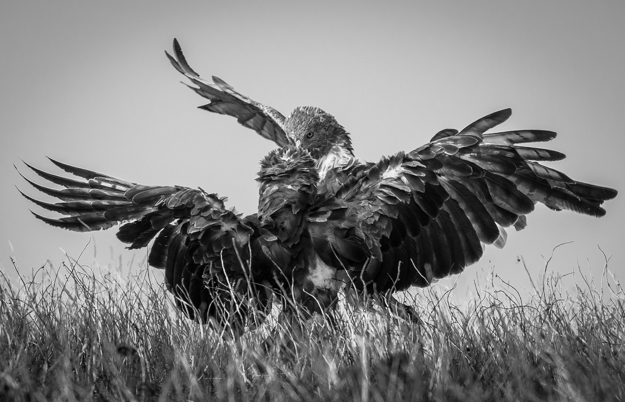 Nikon AF-S Nikkor 70-200mm F4G ED VR sample photo. Hawk fight photography