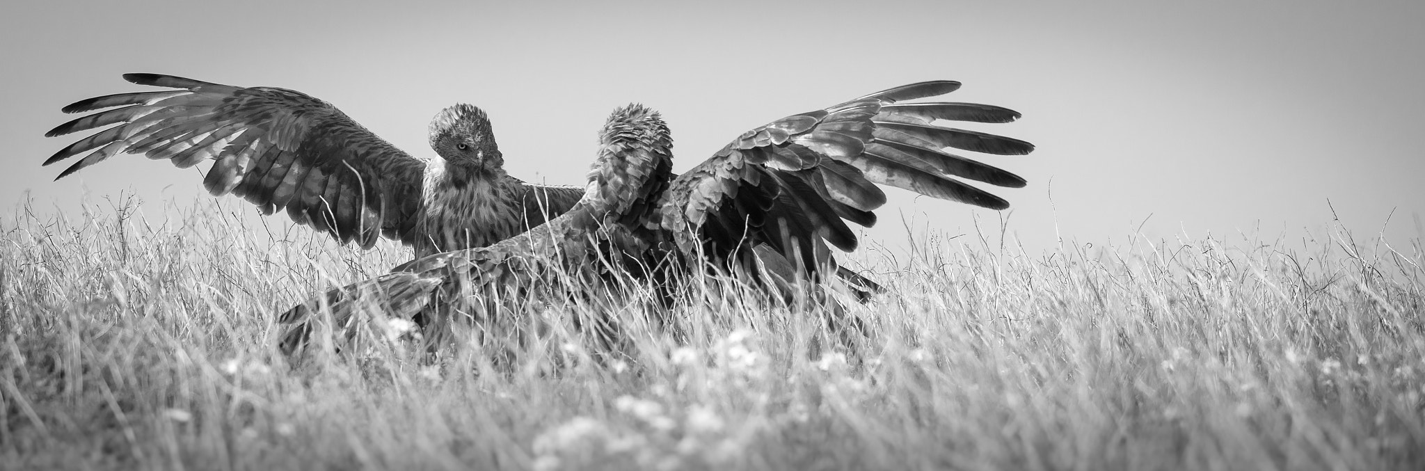 Nikon AF-S Nikkor 70-200mm F4G ED VR sample photo. Hawk tango bw photography