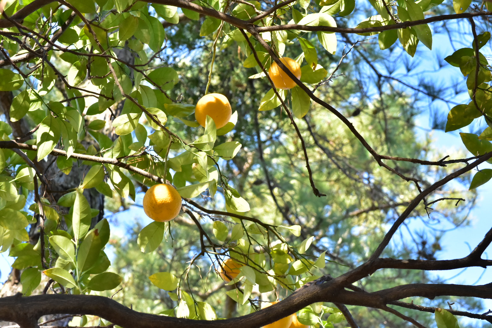 Nikon AF-S DX Micro-Nikkor 85mm F3.5G ED VR sample photo