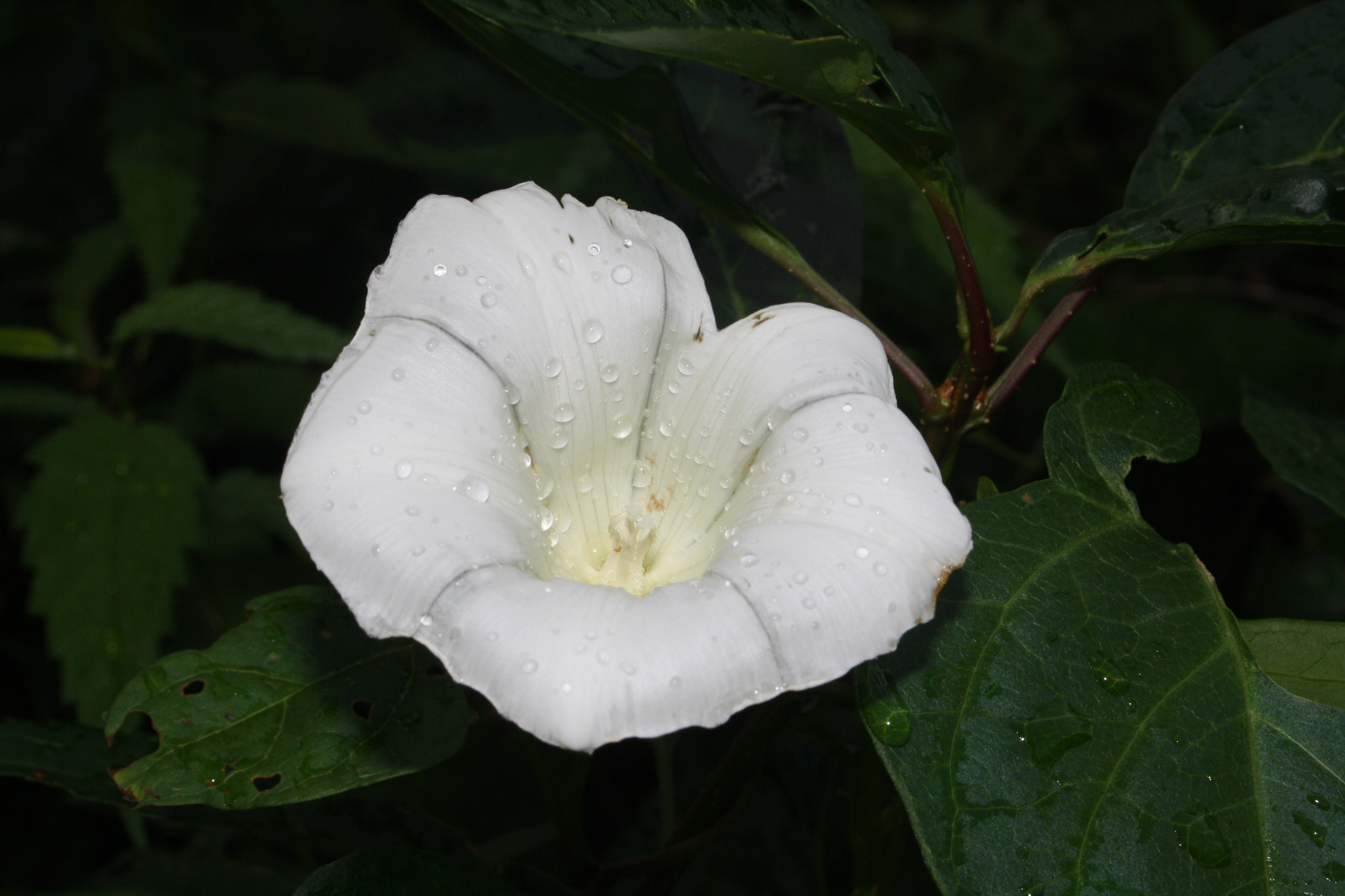Canon EOS 1000D (EOS Digital Rebel XS / EOS Kiss F) + Canon EF 50mm f/1.8 sample photo. Flower after rain photography