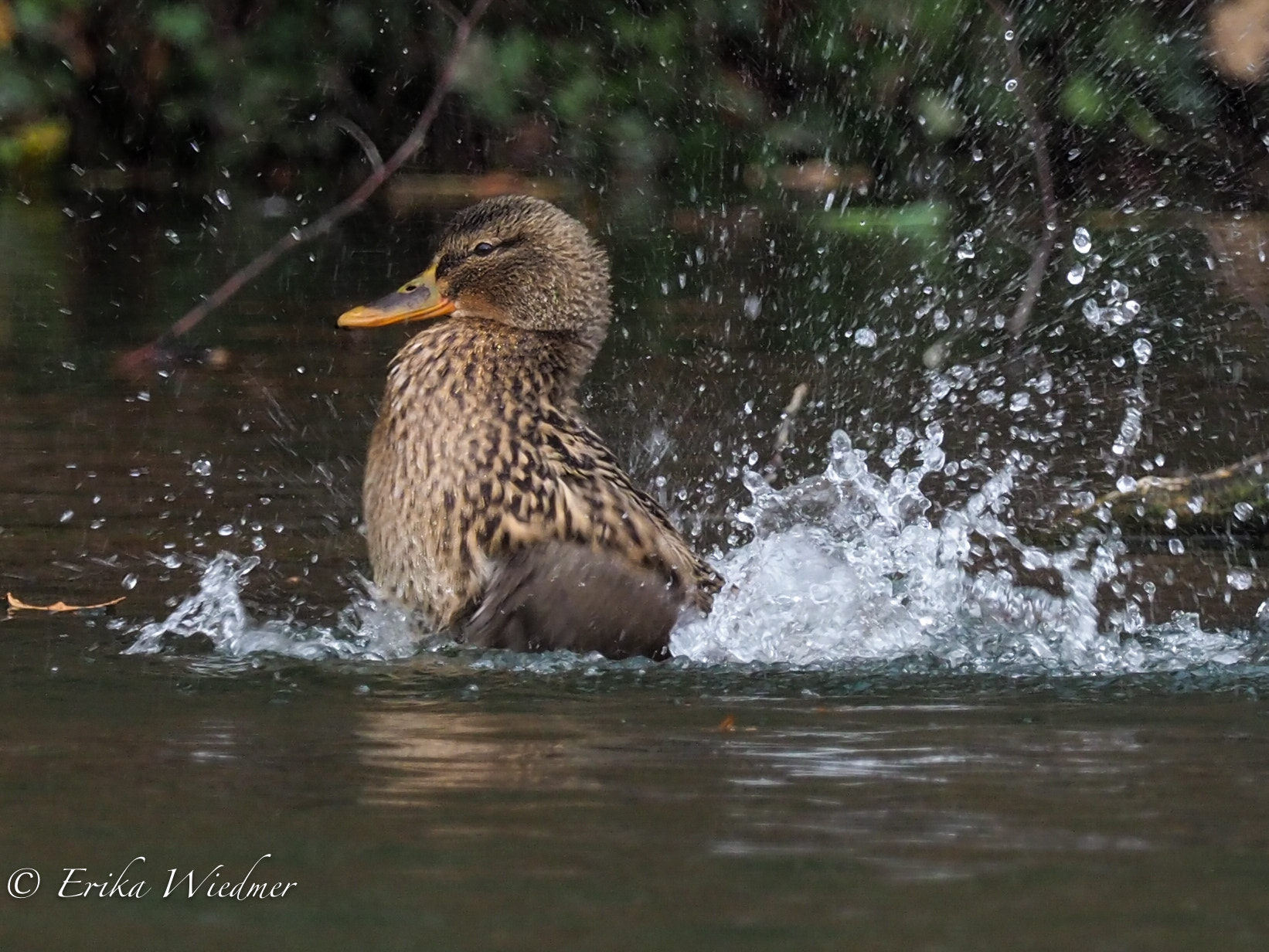 M.300mm F4.0 + MC-14 sample photo. Stockente photography