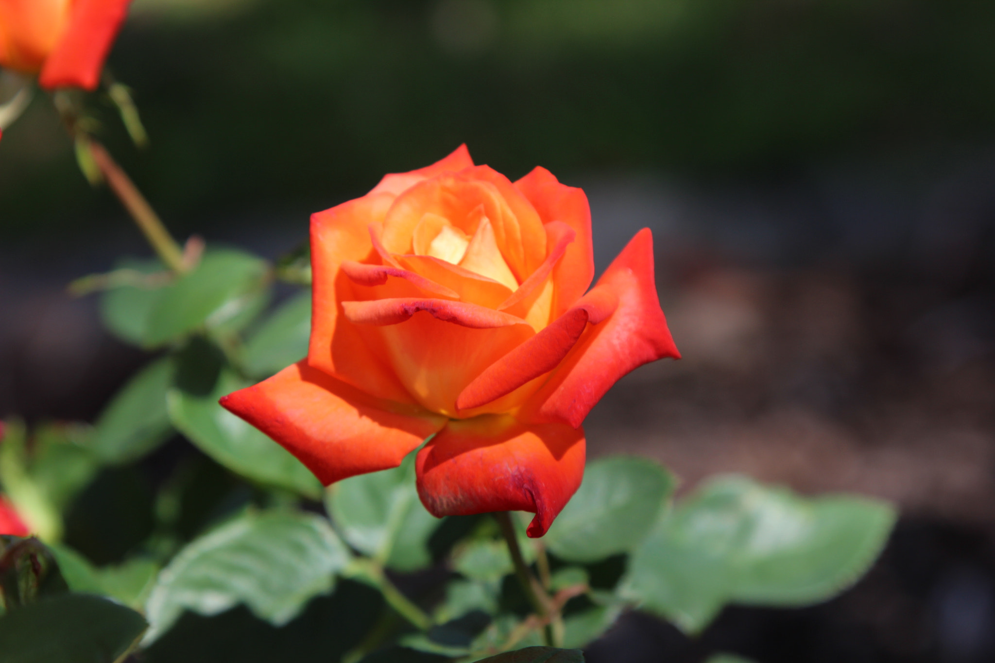 Canon EOS 600D (Rebel EOS T3i / EOS Kiss X5) sample photo. Rose photography