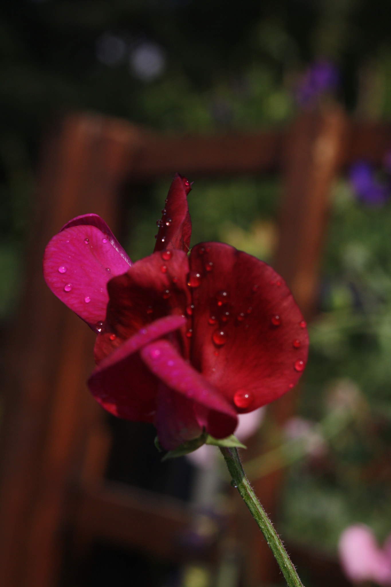 Canon EOS 1000D (EOS Digital Rebel XS / EOS Kiss F) + Canon EF 50mm f/1.8 sample photo. Red flower after the rain photography