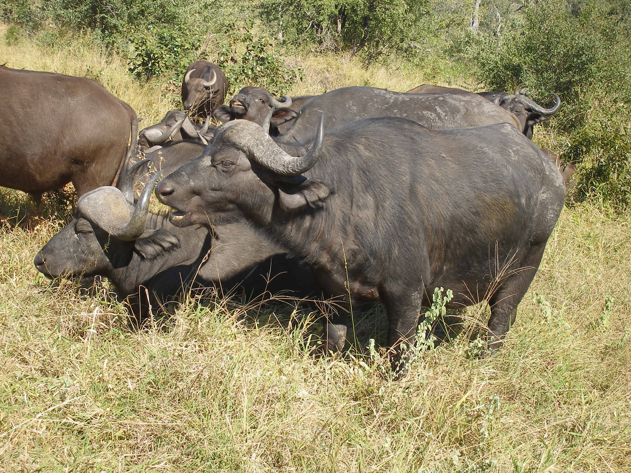 Olympus SP350 sample photo. Buffalos from africa photography