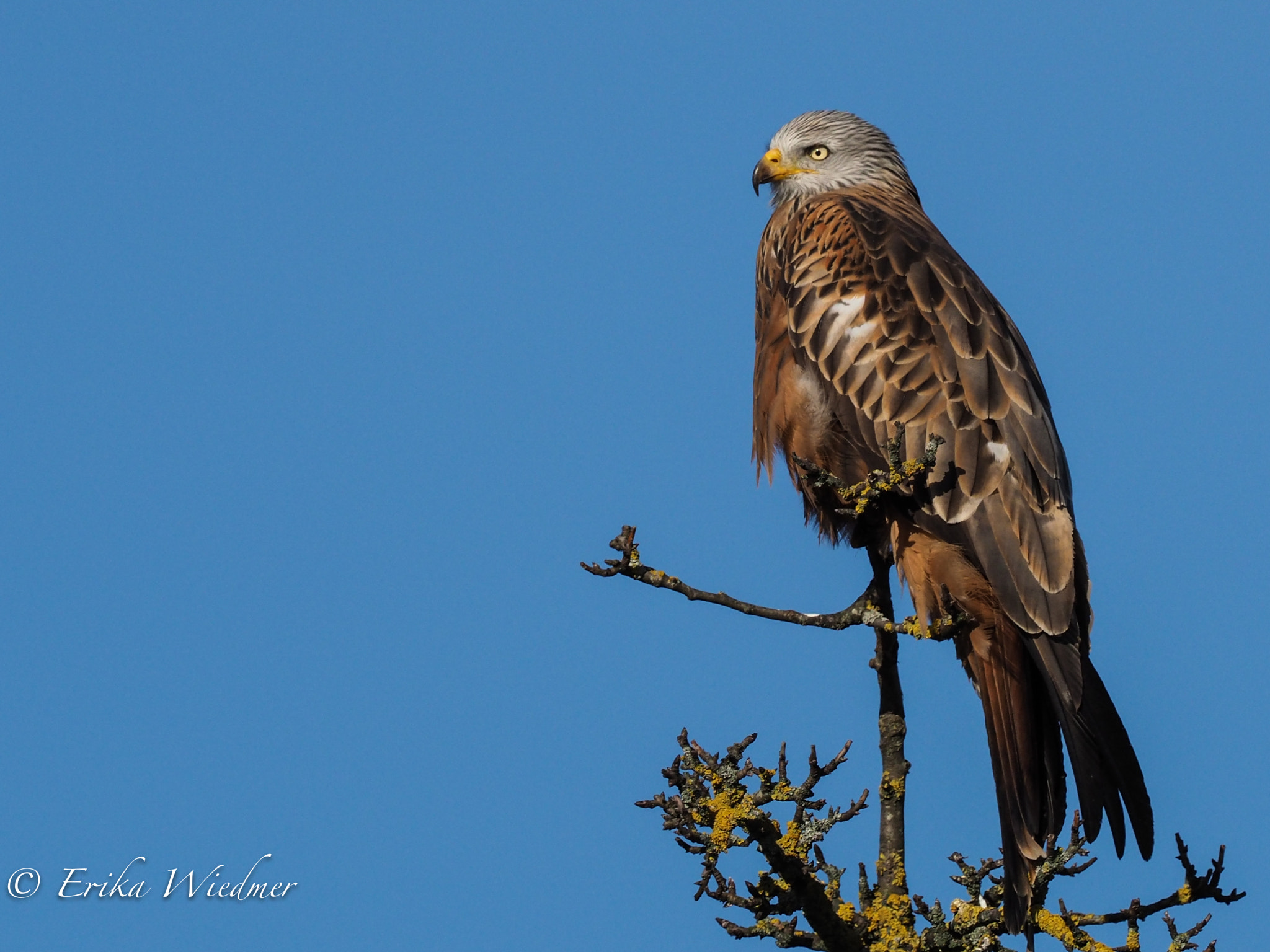 M.300mm F4.0 + MC-14 sample photo. Rotmilan auf birnbaum! photography