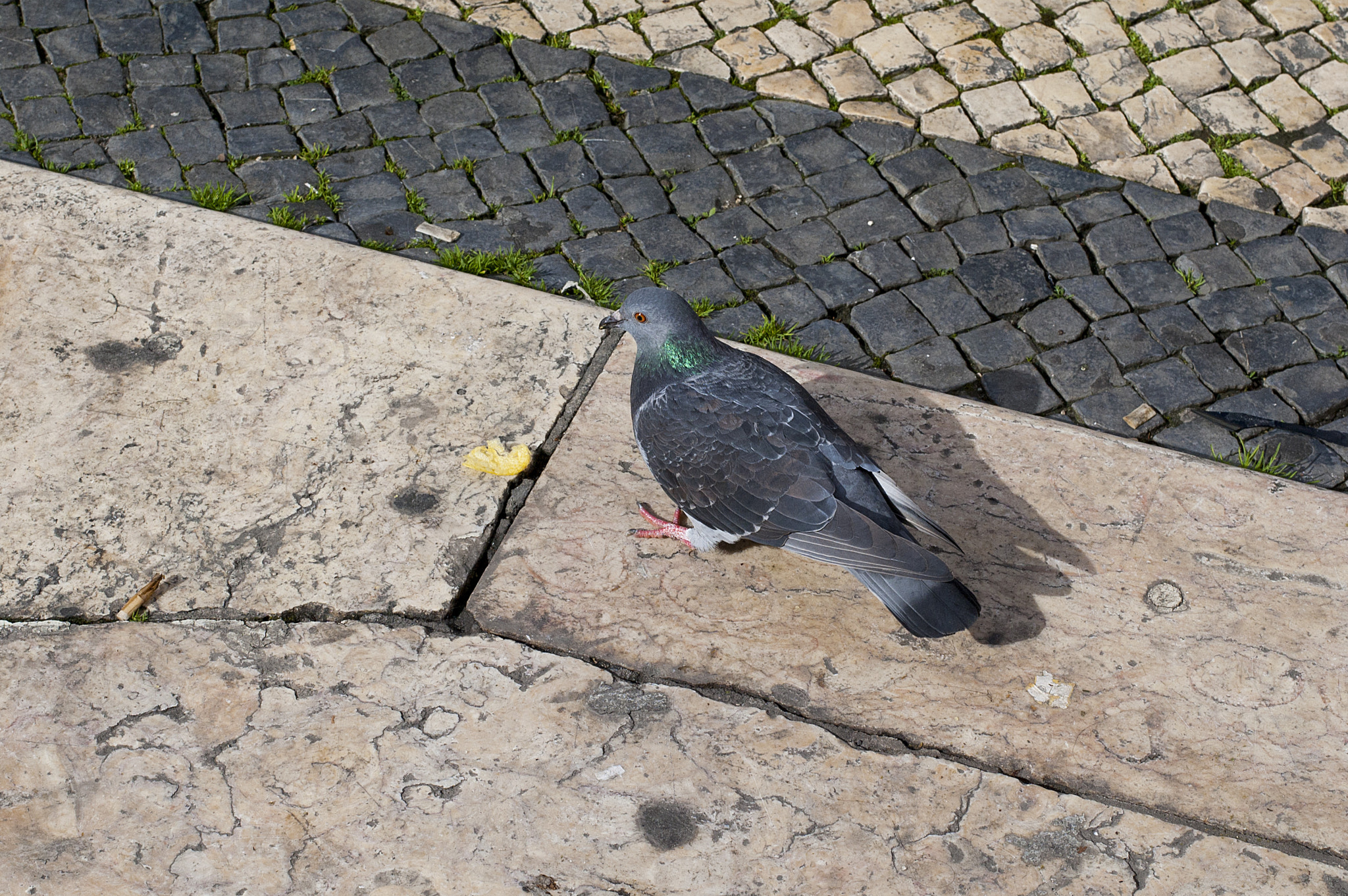 Nikon D40 + Nikon AF-S Nikkor 50mm F1.8G sample photo. Lisbon photography