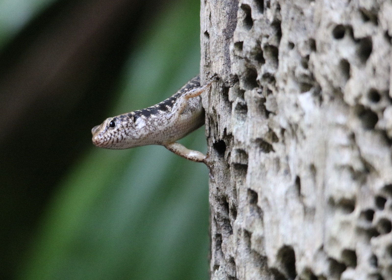Sigma 150-500mm F5-6.3 DG OS HSM sample photo