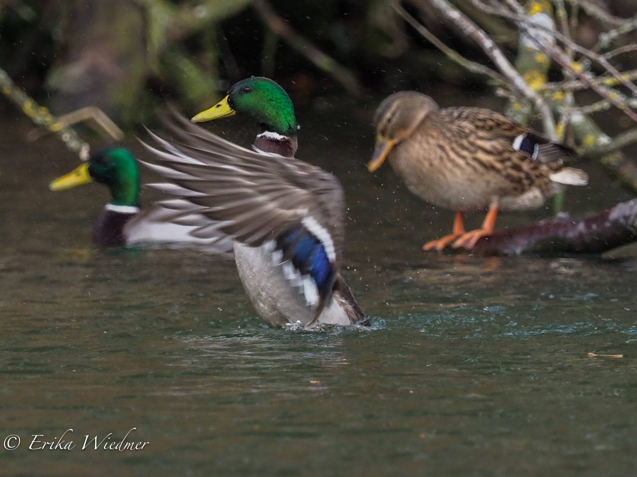 M.300mm F4.0 + MC-14 sample photo. Enten im weier photography