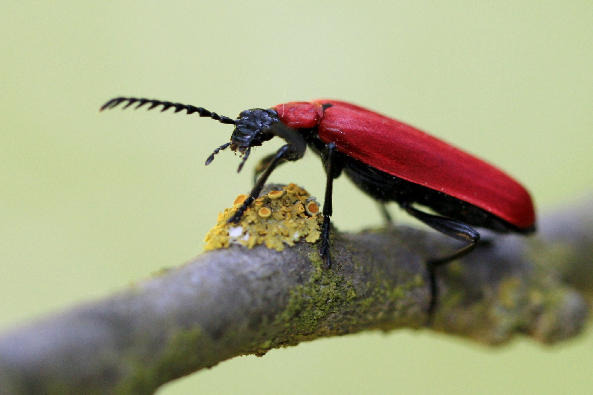 Canon EF 100mm F2.8L Macro IS USM sample photo. Pyrochroa coccinea photography