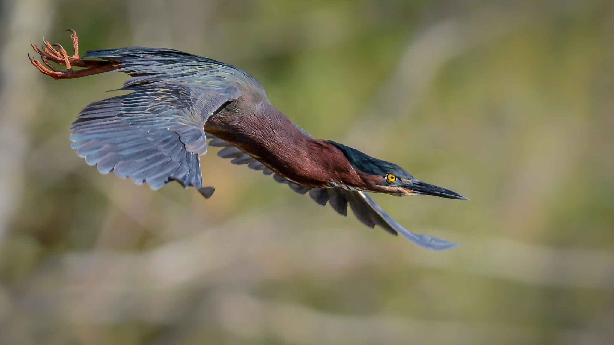 Nikon AF-S Nikkor 300mm F2.8G ED-IF VR sample photo. Green heron photography