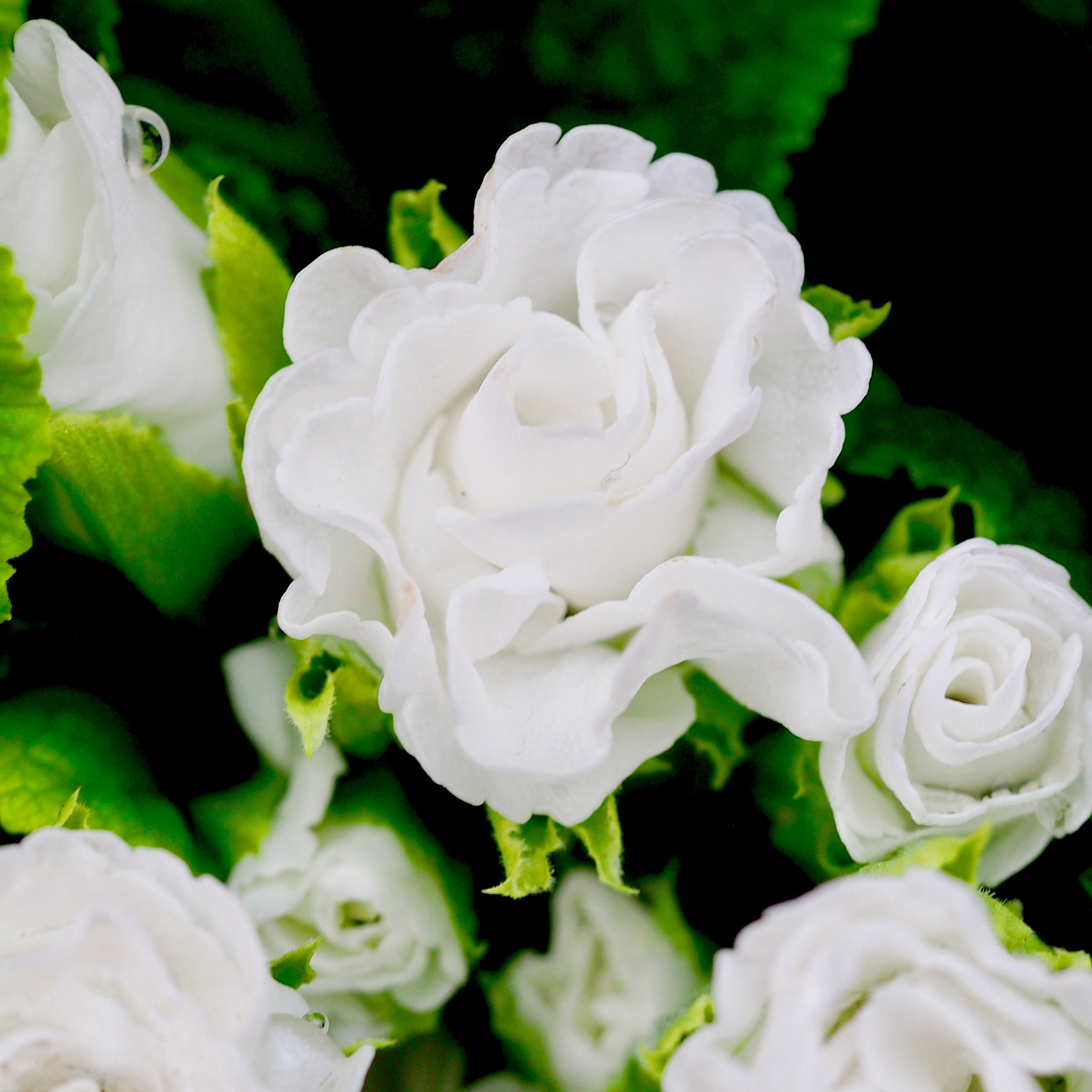 Olympus M.Zuiko Digital ED 60mm F2.8 Macro sample photo. Rose primula juliana photography