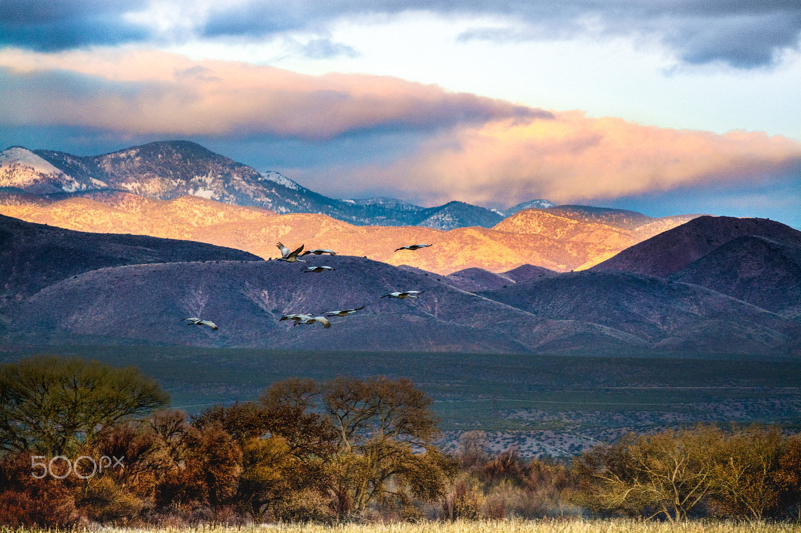 Nikon AF-S Nikkor 70-200mm F4G ED VR sample photo. Snow geese departing photography