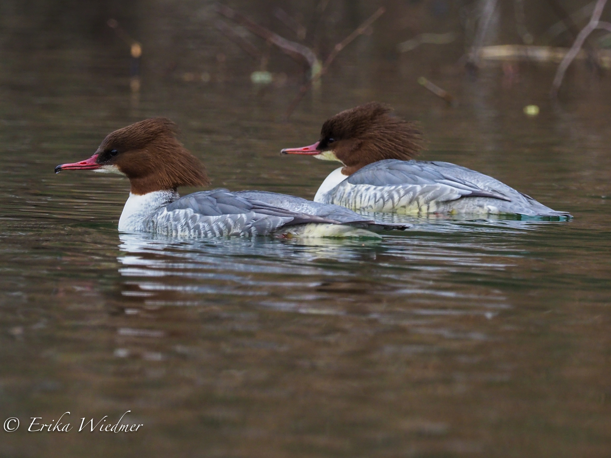 M.300mm F4.0 + MC-14 sample photo. Gänsesäger photography