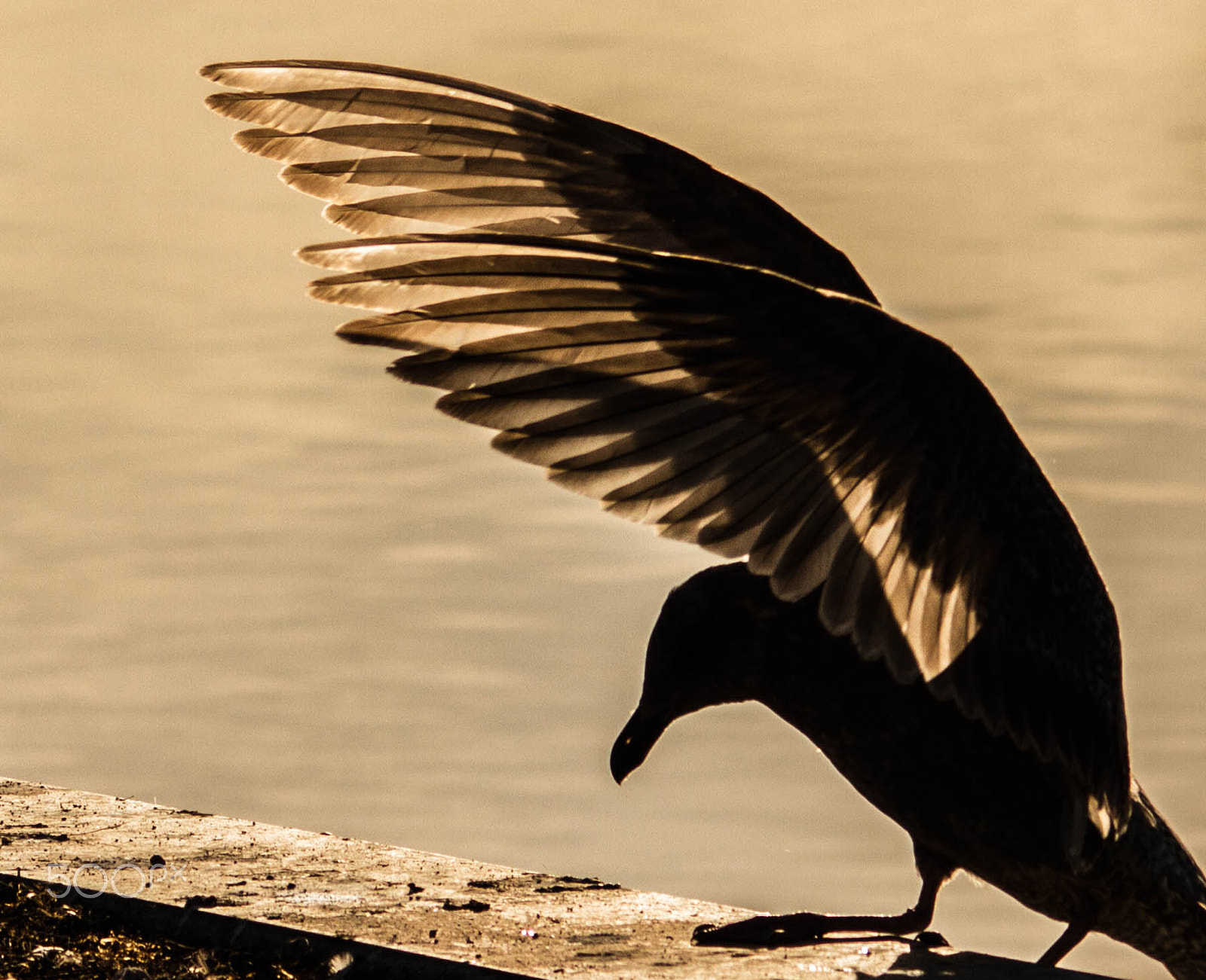 Sigma 150-500mm F5-6.3 DG OS HSM sample photo. Wings photography