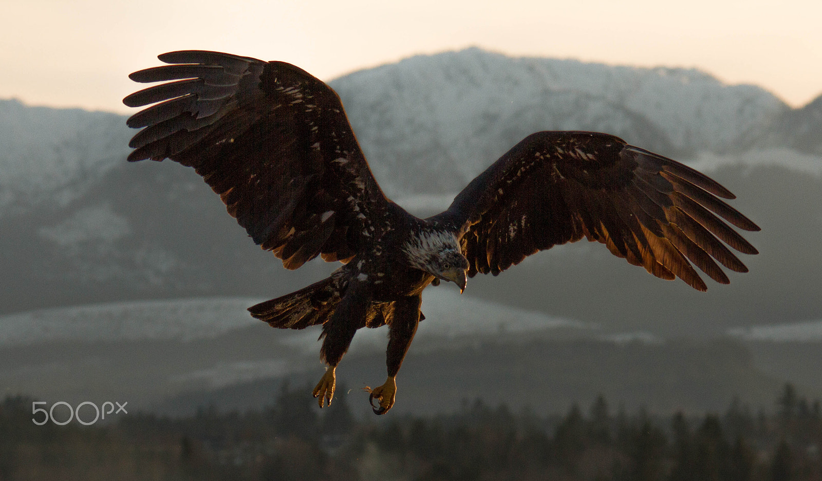 Sigma 150-500mm F5-6.3 DG OS HSM sample photo. Img photography