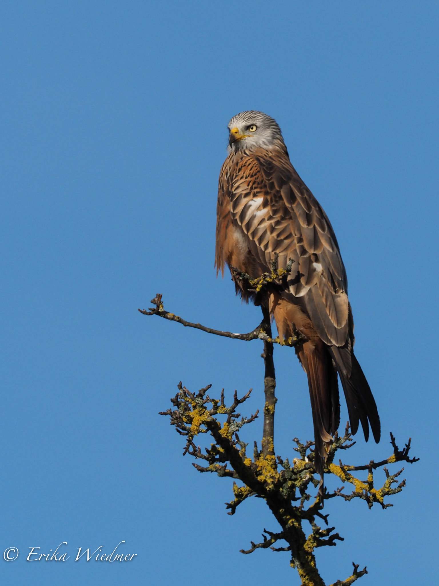 M.300mm F4.0 + MC-14 sample photo. Raubvogel photography