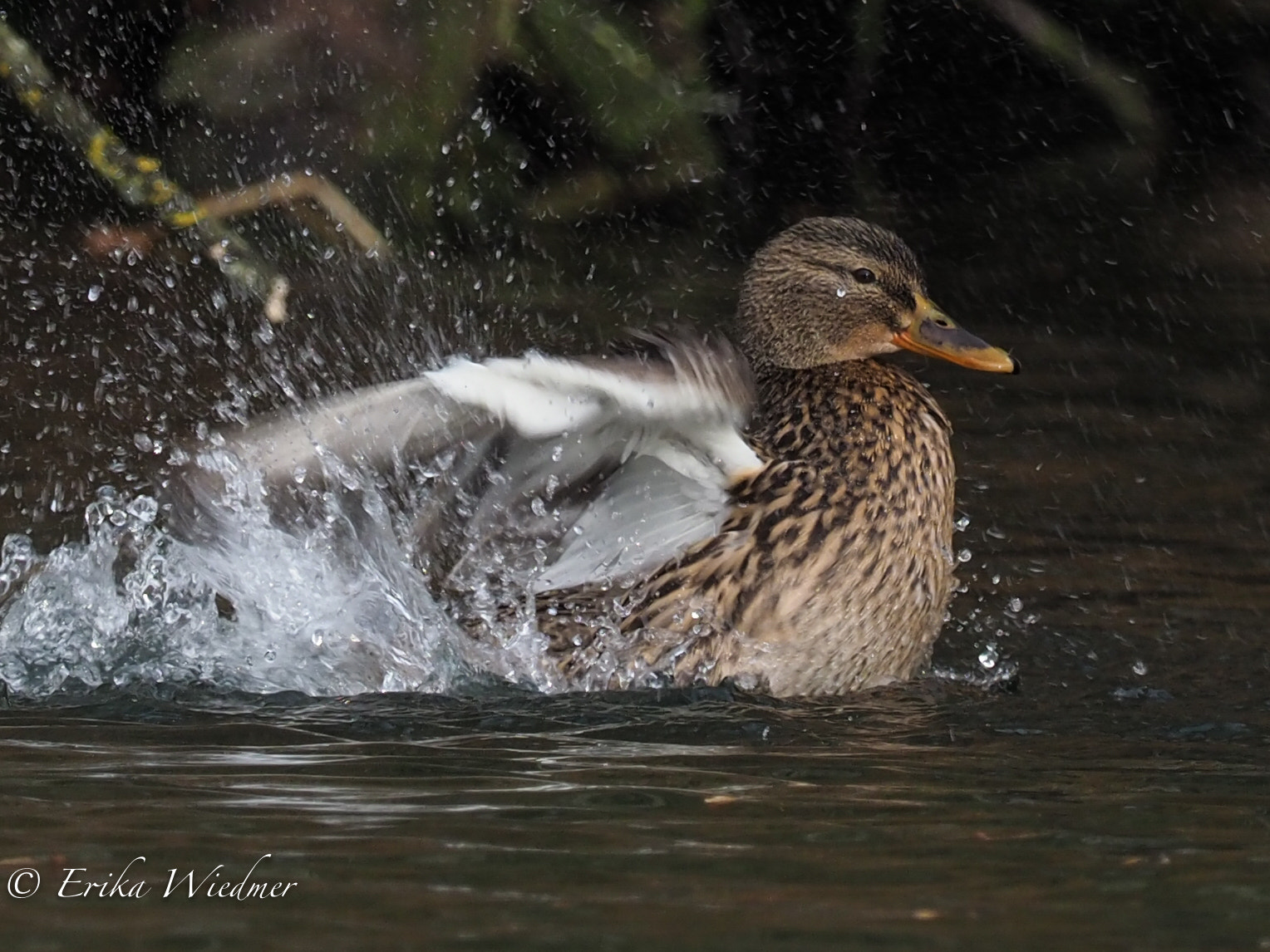 M.300mm F4.0 + MC-14 sample photo. Ente am plantschen photography