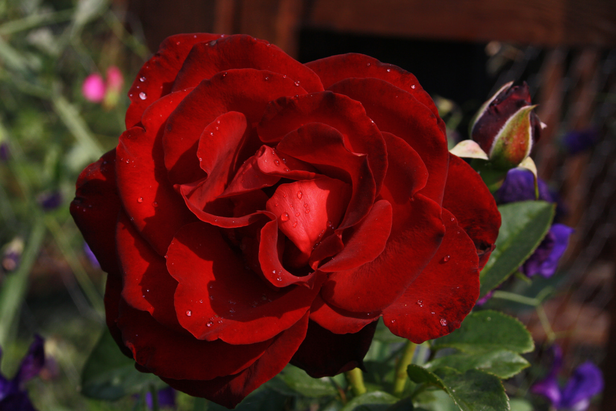 Canon EOS 1000D (EOS Digital Rebel XS / EOS Kiss F) + Canon EF 50mm f/1.8 sample photo. Rose after rain photography