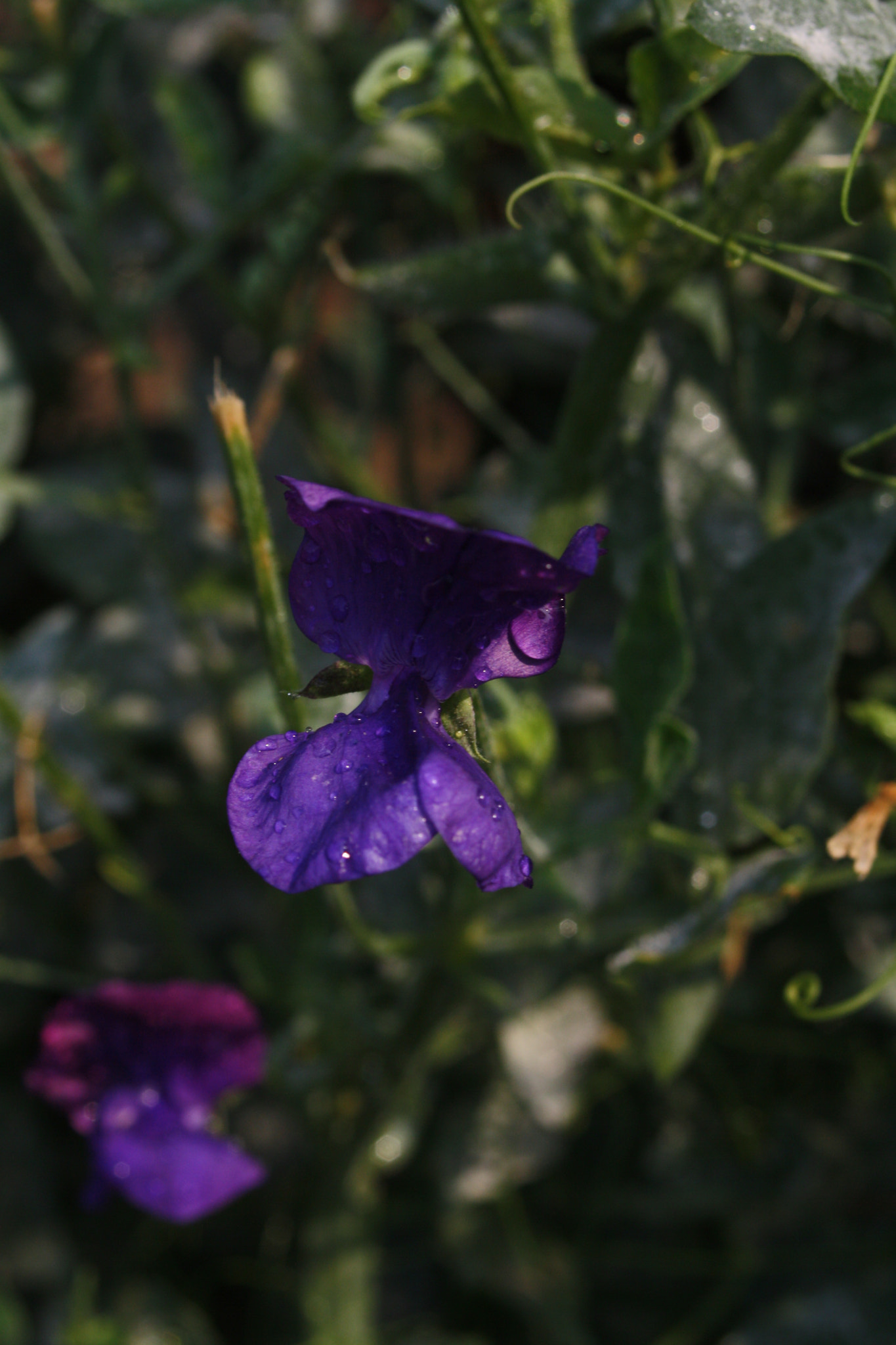 Canon EOS 1000D (EOS Digital Rebel XS / EOS Kiss F) + Canon EF 50mm f/1.8 sample photo. Purple flower after rain photography