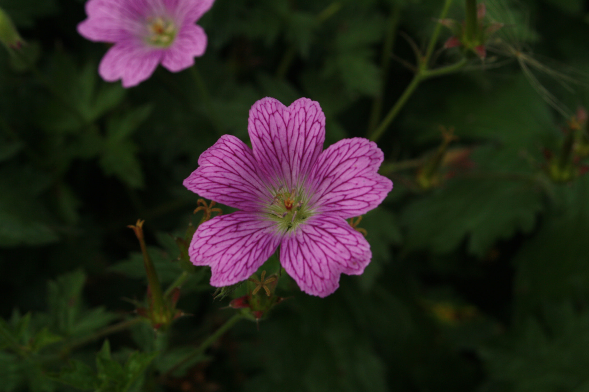 Canon EOS 1000D (EOS Digital Rebel XS / EOS Kiss F) sample photo. Pink flower photography