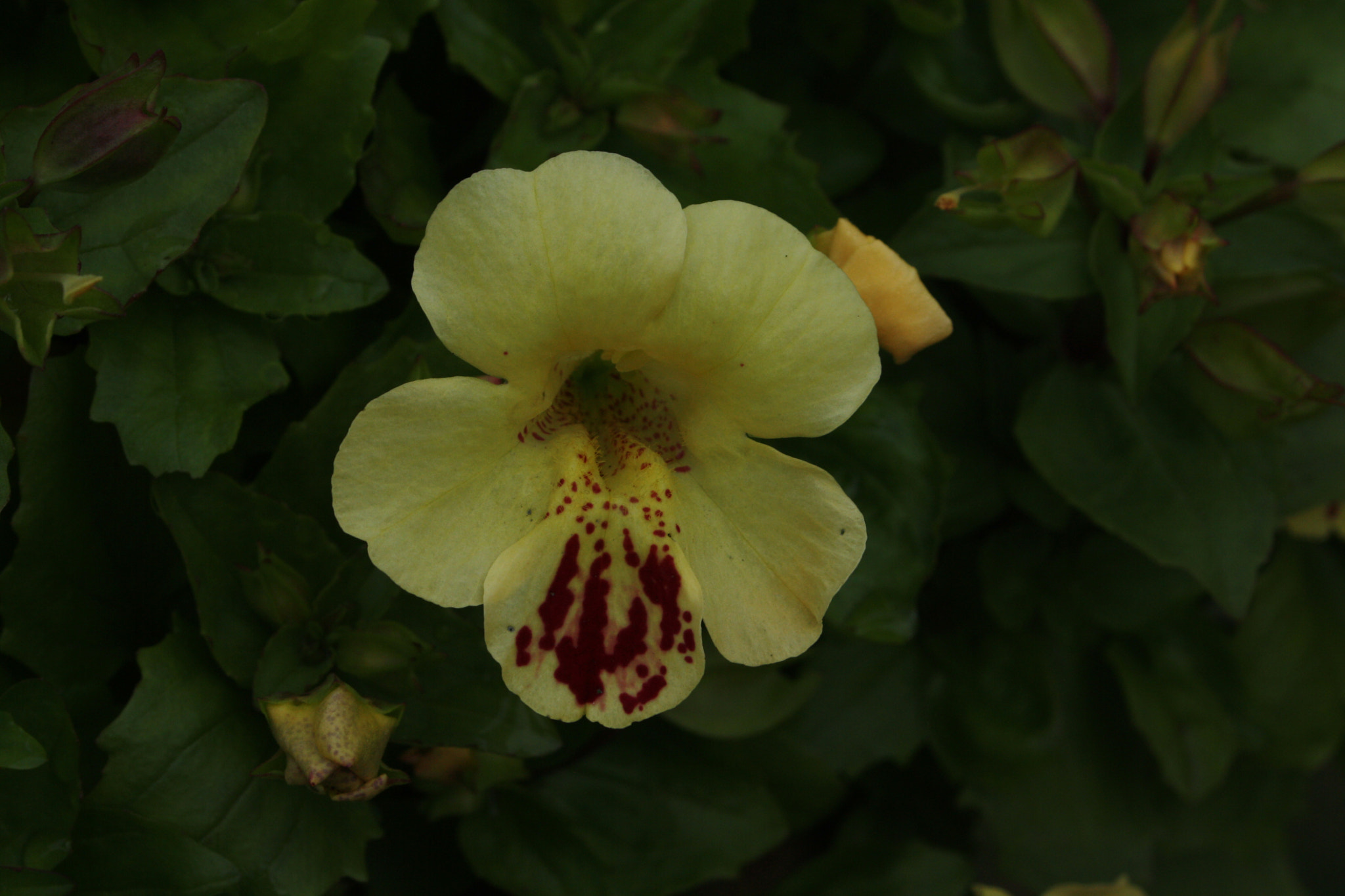 Canon EOS 1000D (EOS Digital Rebel XS / EOS Kiss F) + Canon EF 50mm f/1.8 sample photo. Yellow flower photography