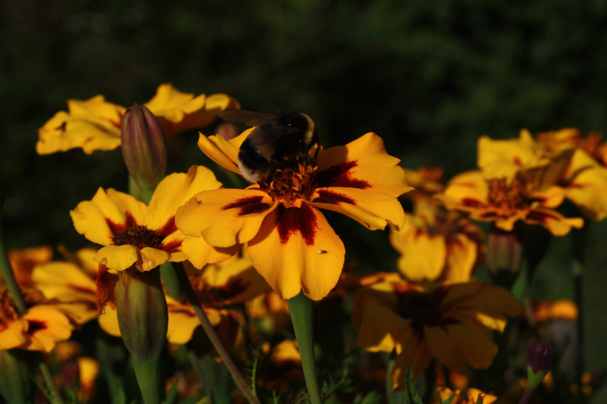 Canon EOS 1000D (EOS Digital Rebel XS / EOS Kiss F) + Canon EF 50mm f/1.8 sample photo. Bee on flowers photography