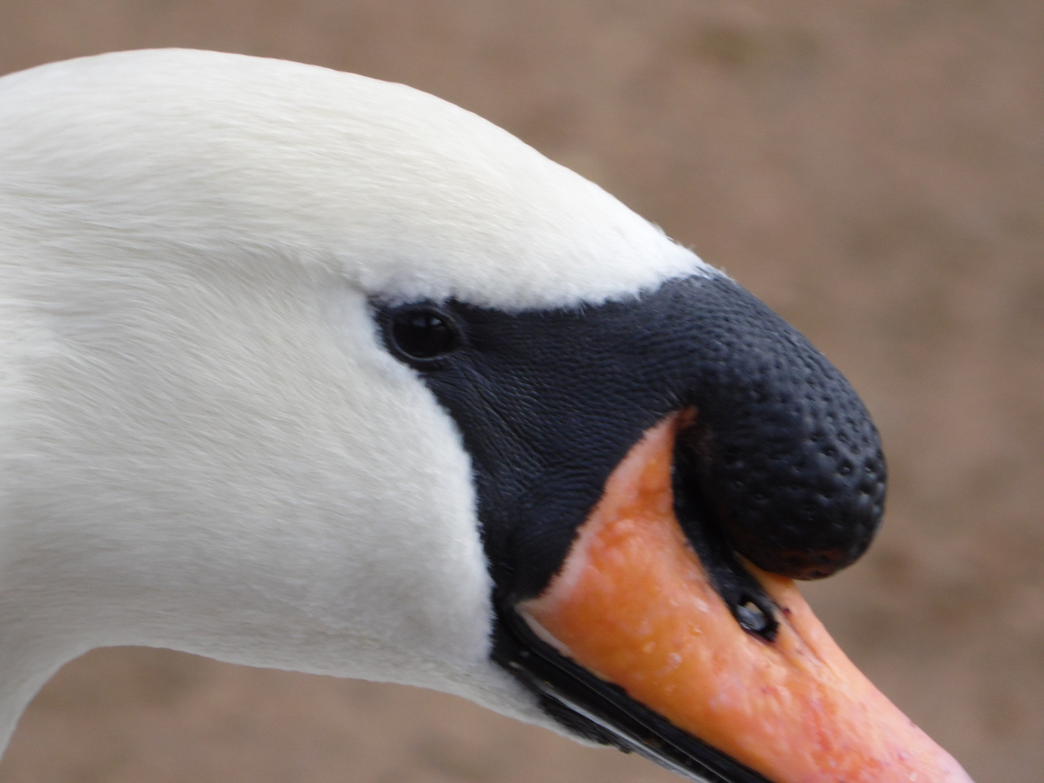 Samsung WB100/ WB101 sample photo. Close up swan photography