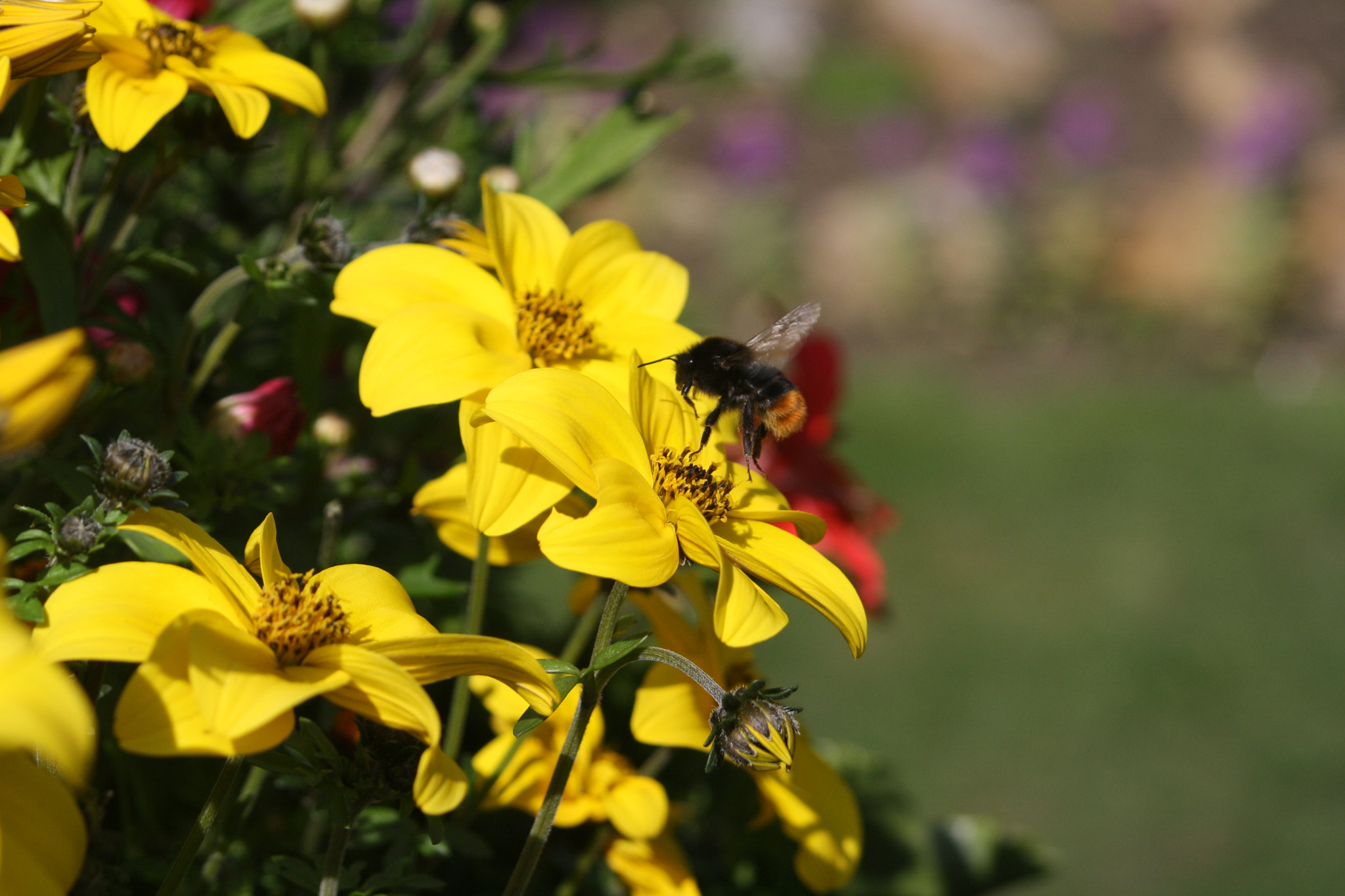 Canon EOS 1000D (EOS Digital Rebel XS / EOS Kiss F) + Canon EF 50mm f/1.8 sample photo. Bee take off photography