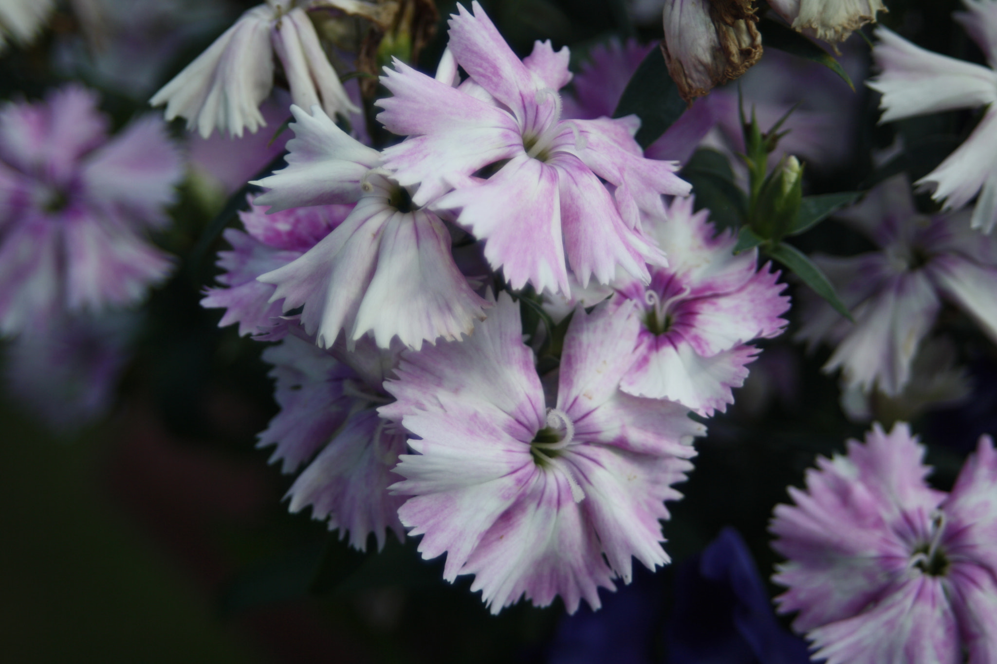 Canon EOS 1000D (EOS Digital Rebel XS / EOS Kiss F) + Canon EF 50mm f/1.8 sample photo. Purple flowers photography