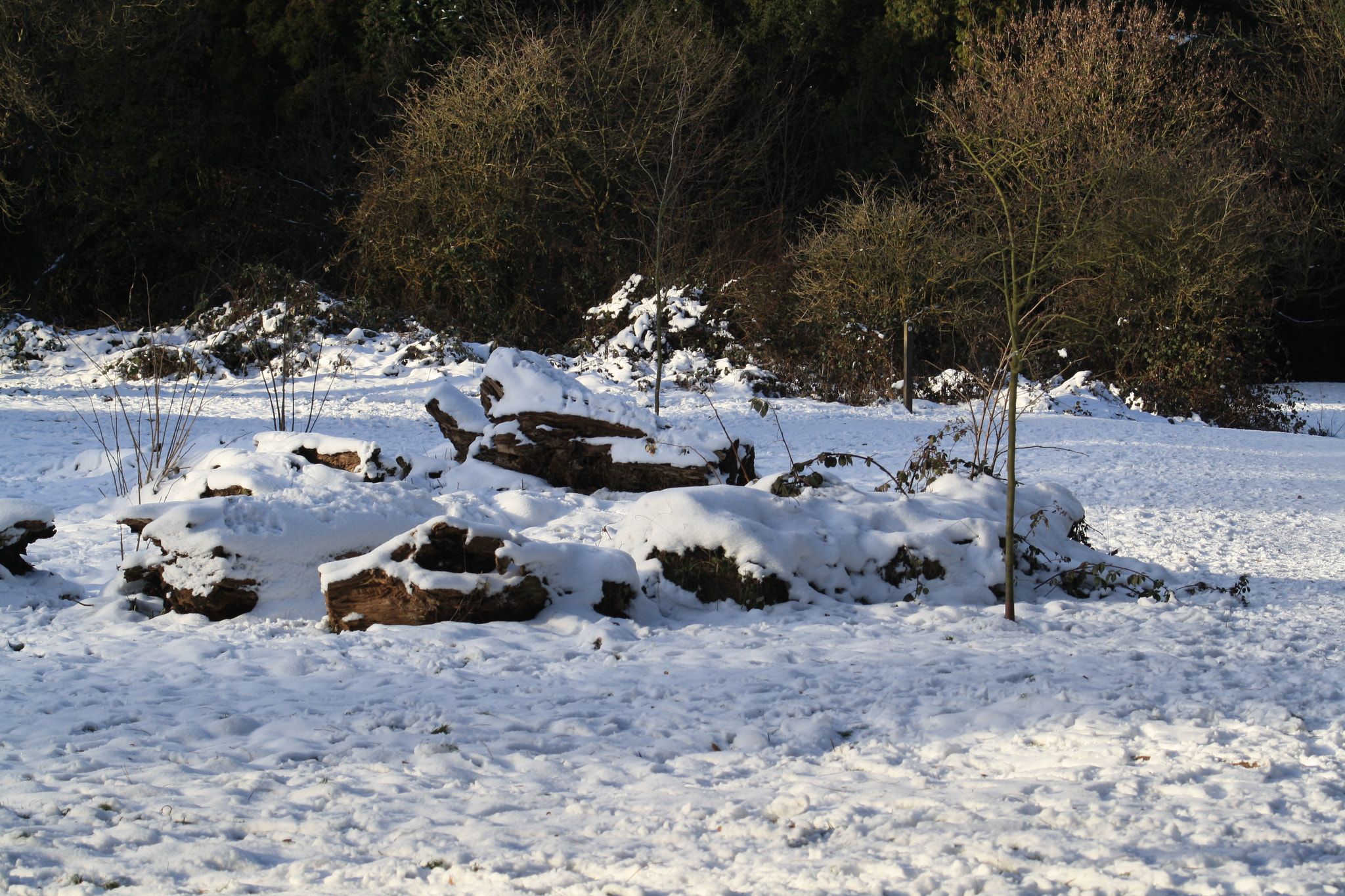 Canon EOS 1000D (EOS Digital Rebel XS / EOS Kiss F) sample photo. Snow covered logs photography