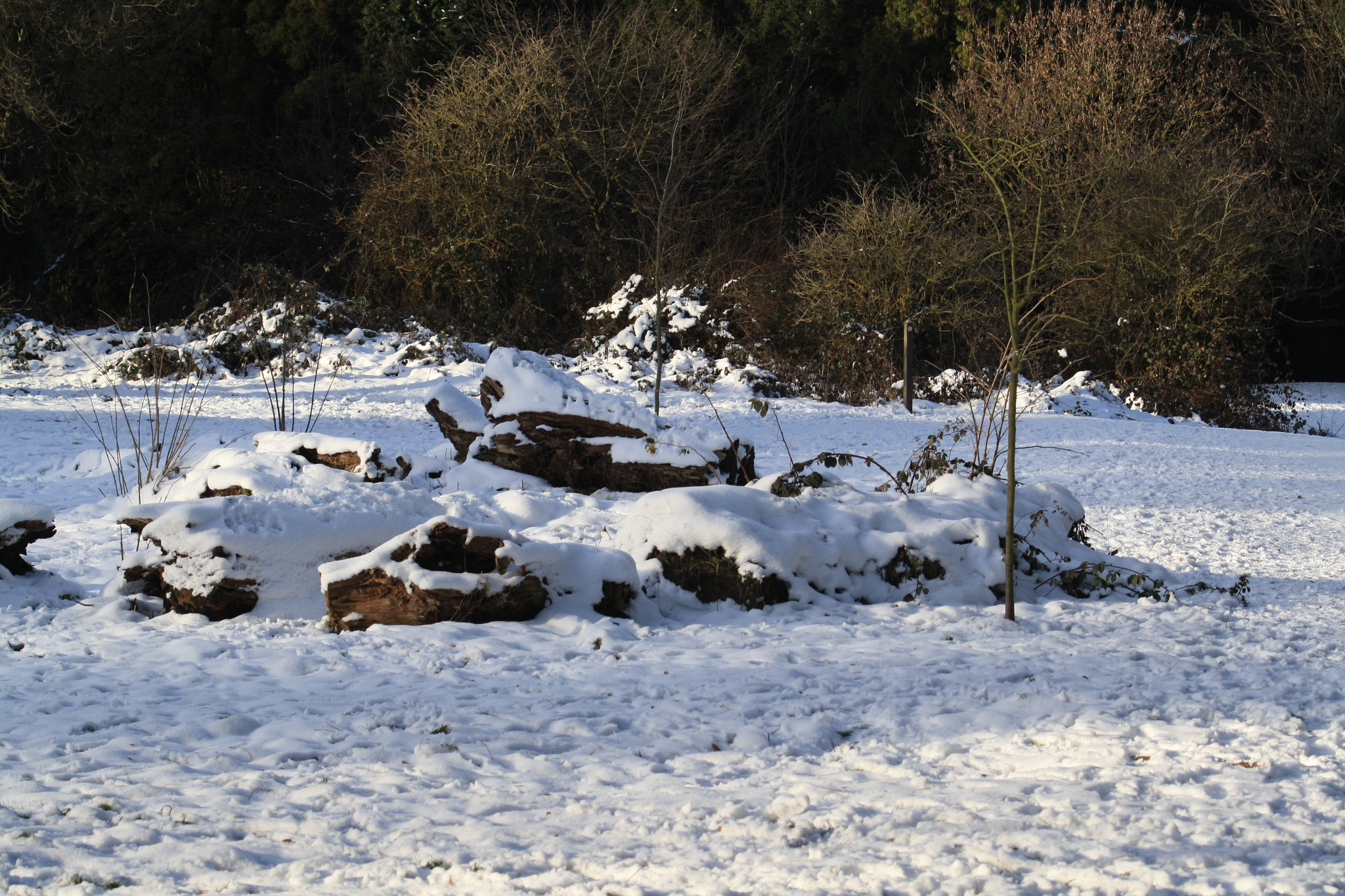 Canon EOS 1000D (EOS Digital Rebel XS / EOS Kiss F) + Canon EF 50mm f/1.8 sample photo. Snow covered logs photography