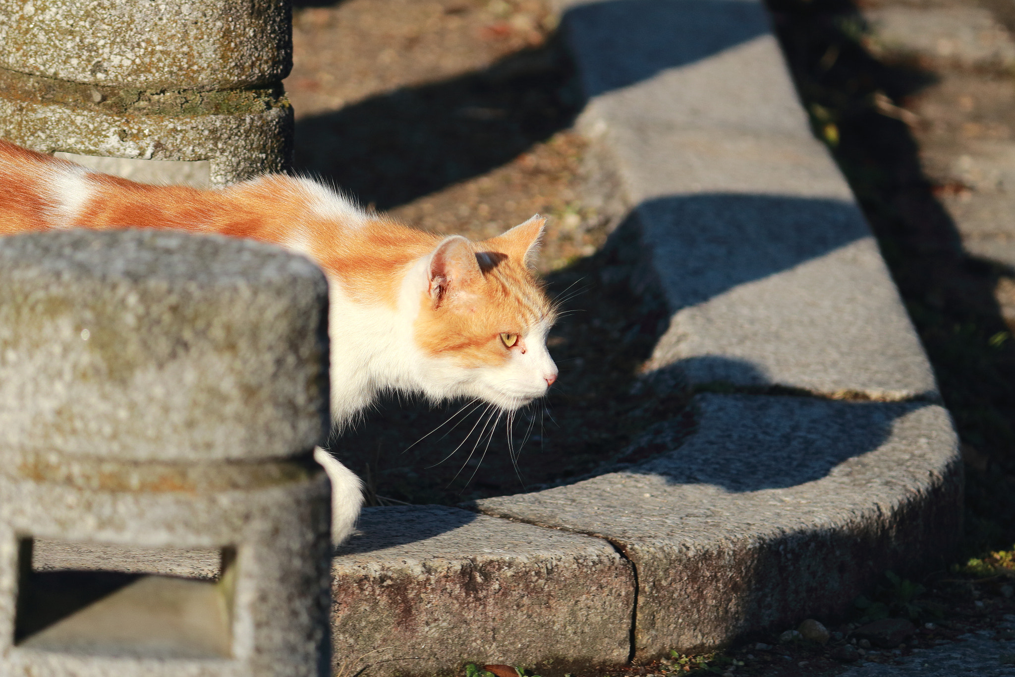 Canon EOS 100D (EOS Rebel SL1 / EOS Kiss X7) sample photo. A stray cat on tsurumai park photography