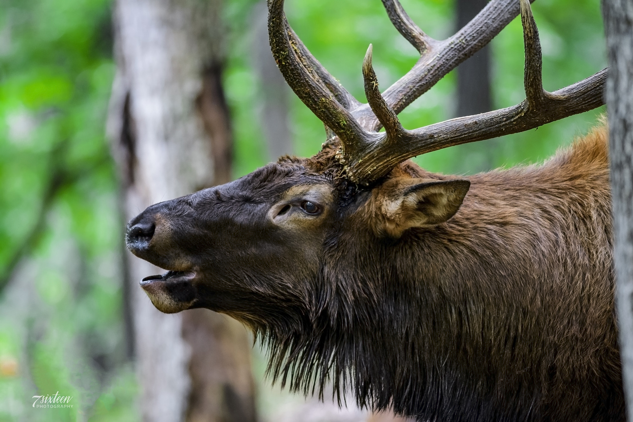 Nikon D500 + Nikon AF-S Nikkor 300mm F4D ED-IF sample photo. Bull elk photography