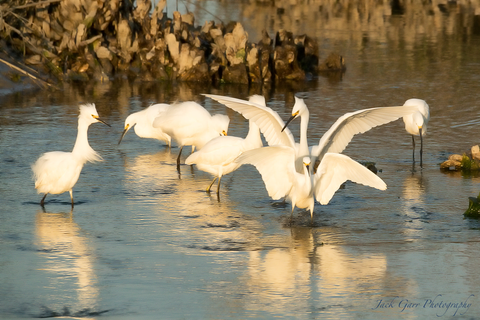 150-600mm F5-6.3 DG OS HSM | Sports 014 sample photo. Snowy egrets photography