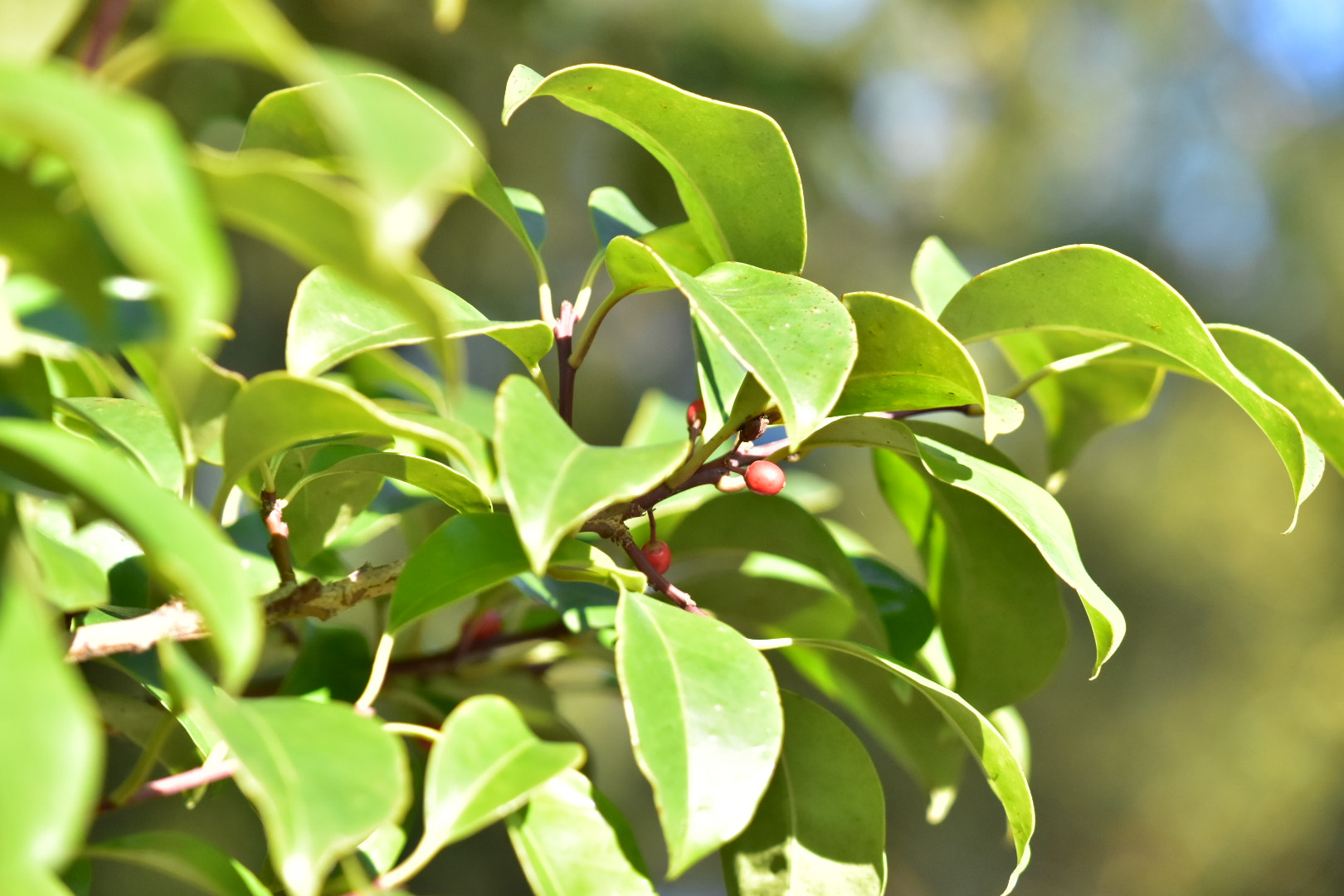 Nikon AF-S DX Micro-Nikkor 85mm F3.5G ED VR sample photo