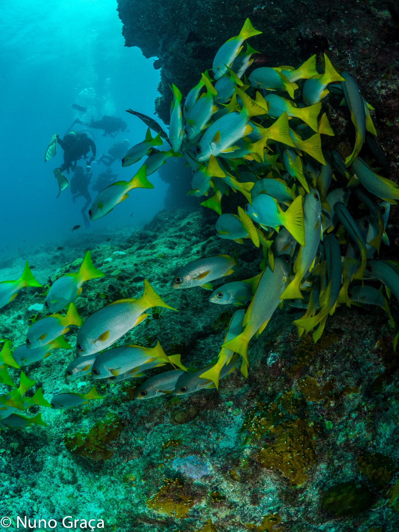 Olympus OM-D E-M1 + OLYMPUS M.8mm F1.8 sample photo. Following the divers photography