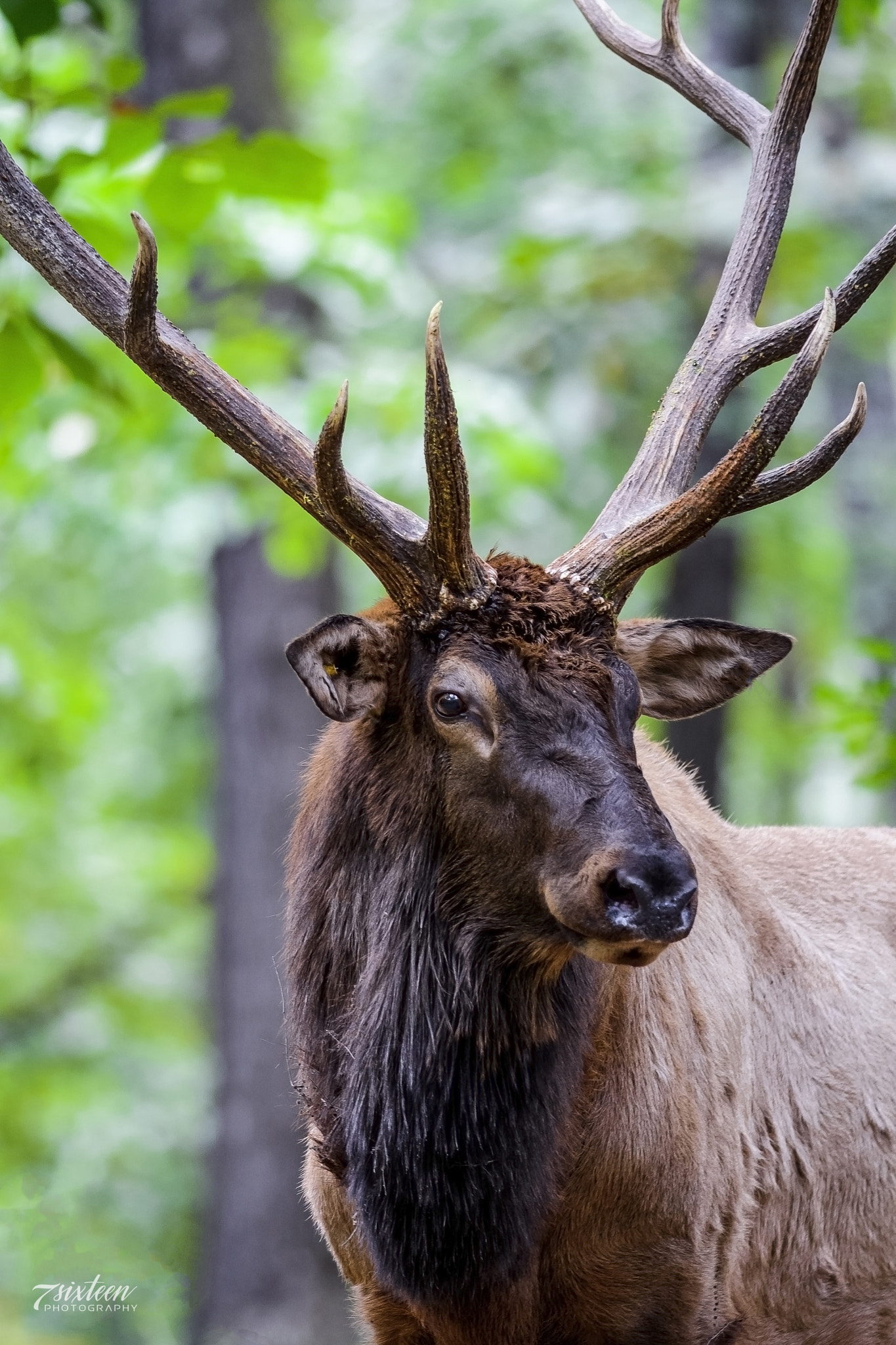 Nikon D500 + Nikon AF-S Nikkor 300mm F4D ED-IF sample photo. Bull elk photography