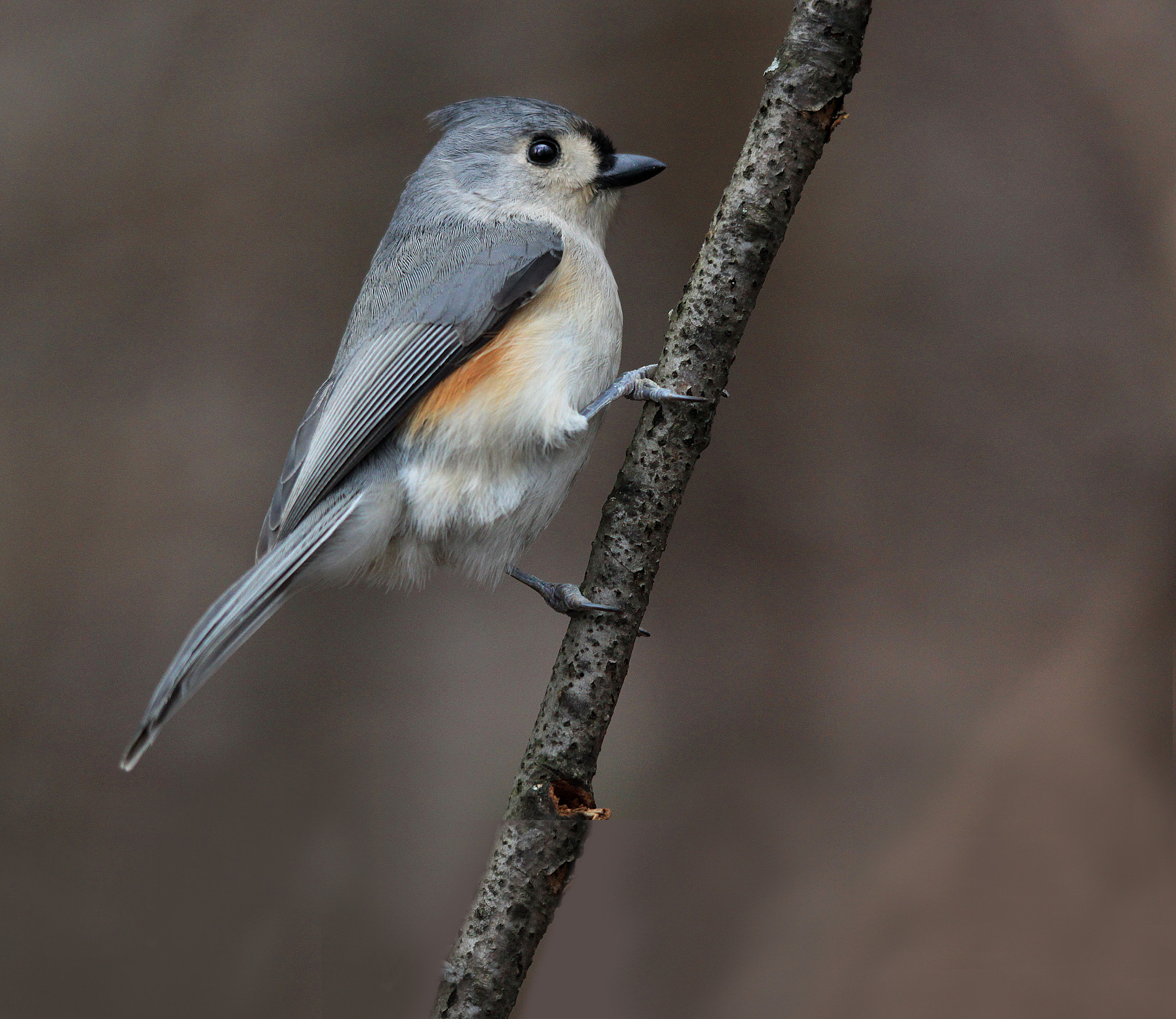 Canon EOS 500D (EOS Rebel T1i / EOS Kiss X3) sample photo. Tufted titmouse photography