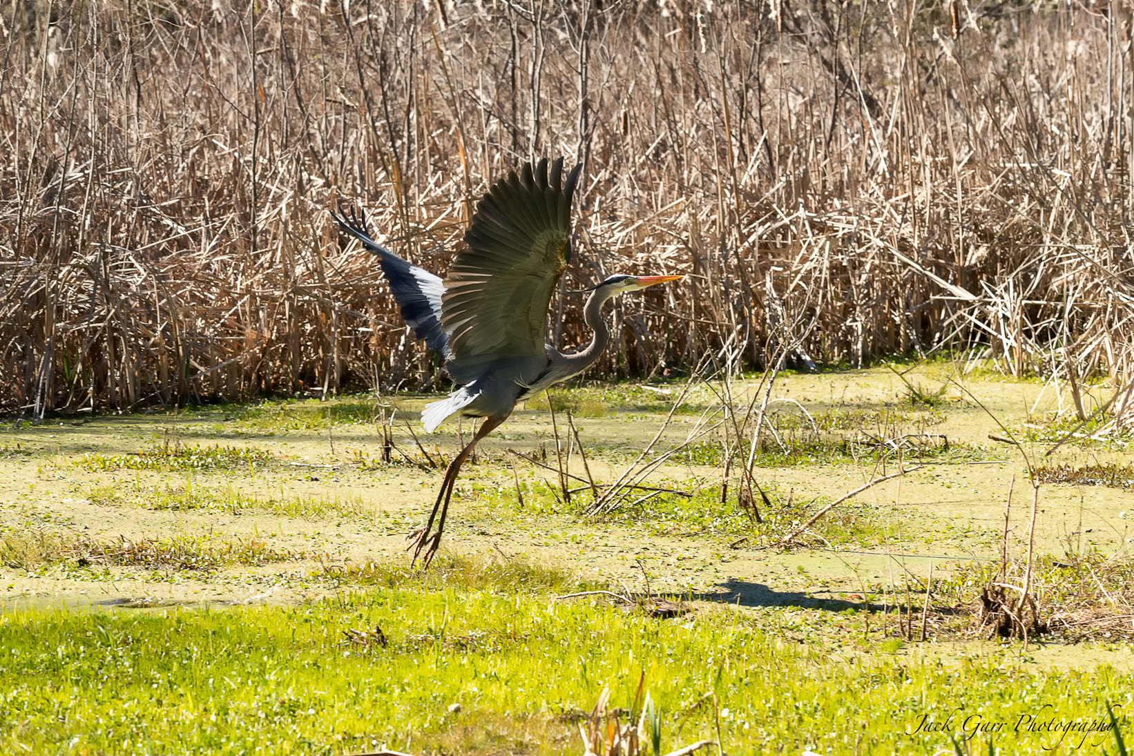 150-600mm F5-6.3 DG OS HSM | Sports 014 sample photo. Great blue heron in swamp photography