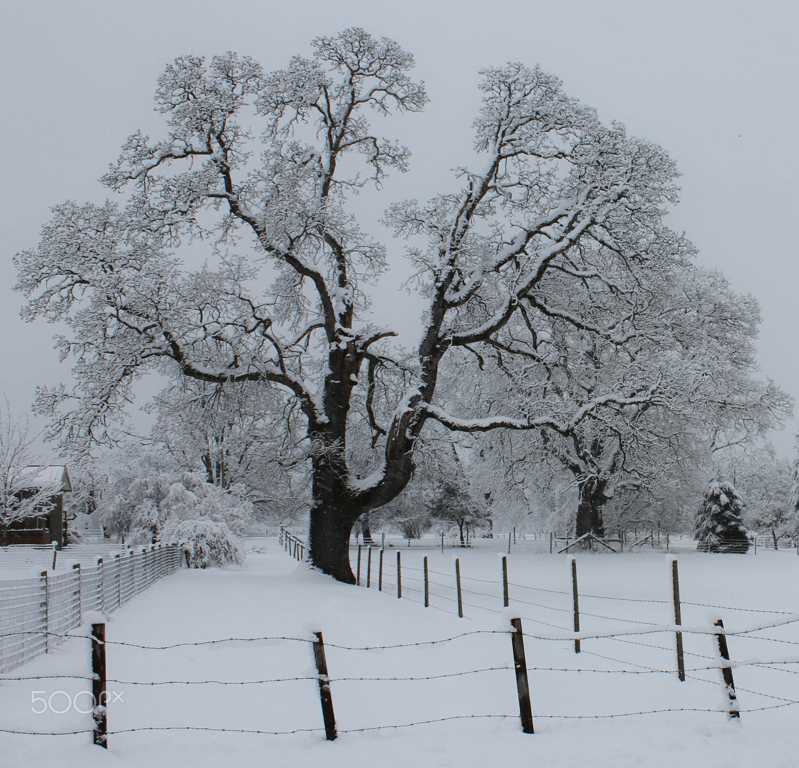 Canon EOS 7D sample photo. Snow covered tree photography