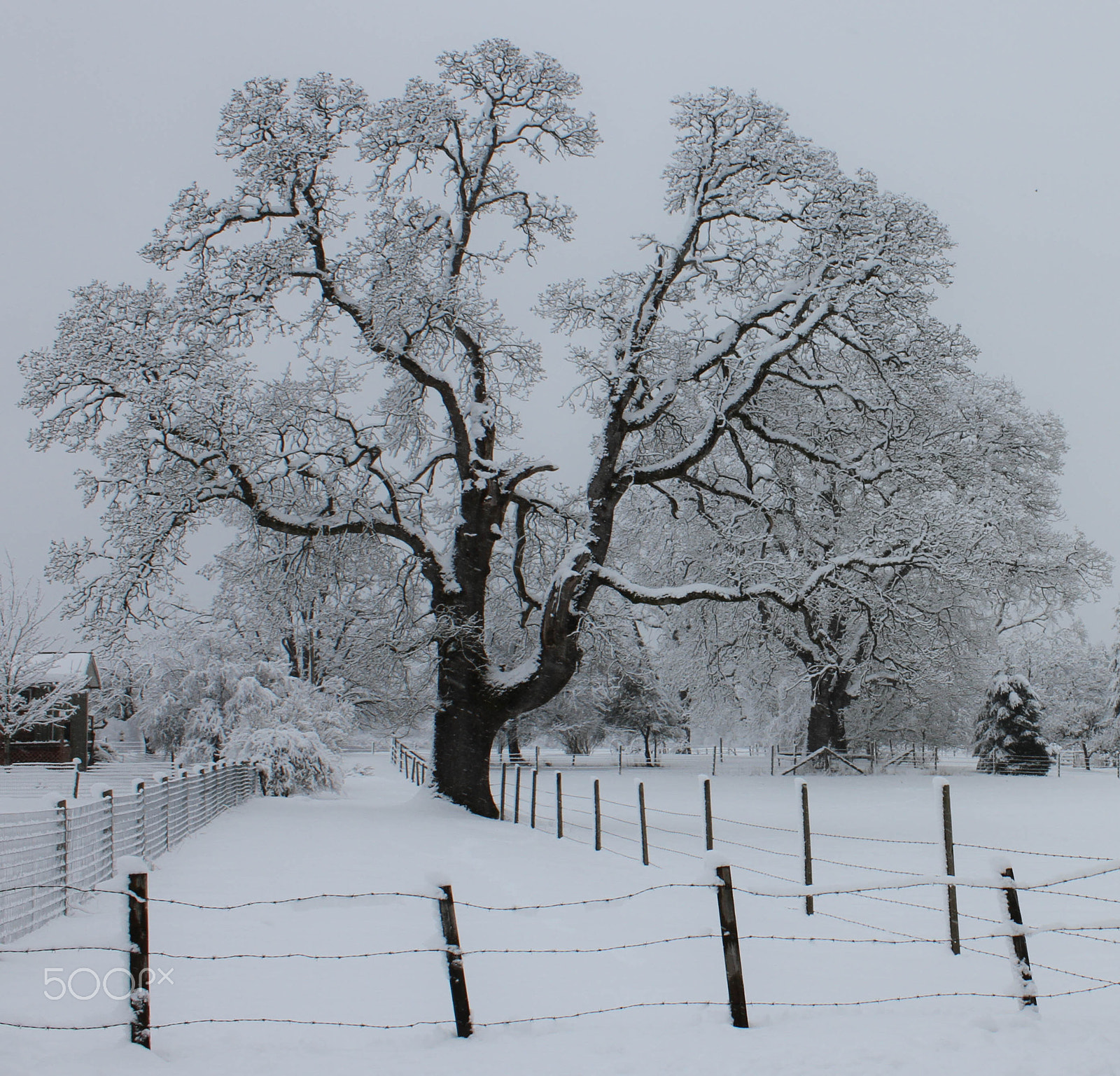 Canon EF-S 18-55mm F3.5-5.6 IS sample photo. Snow covered tree photography