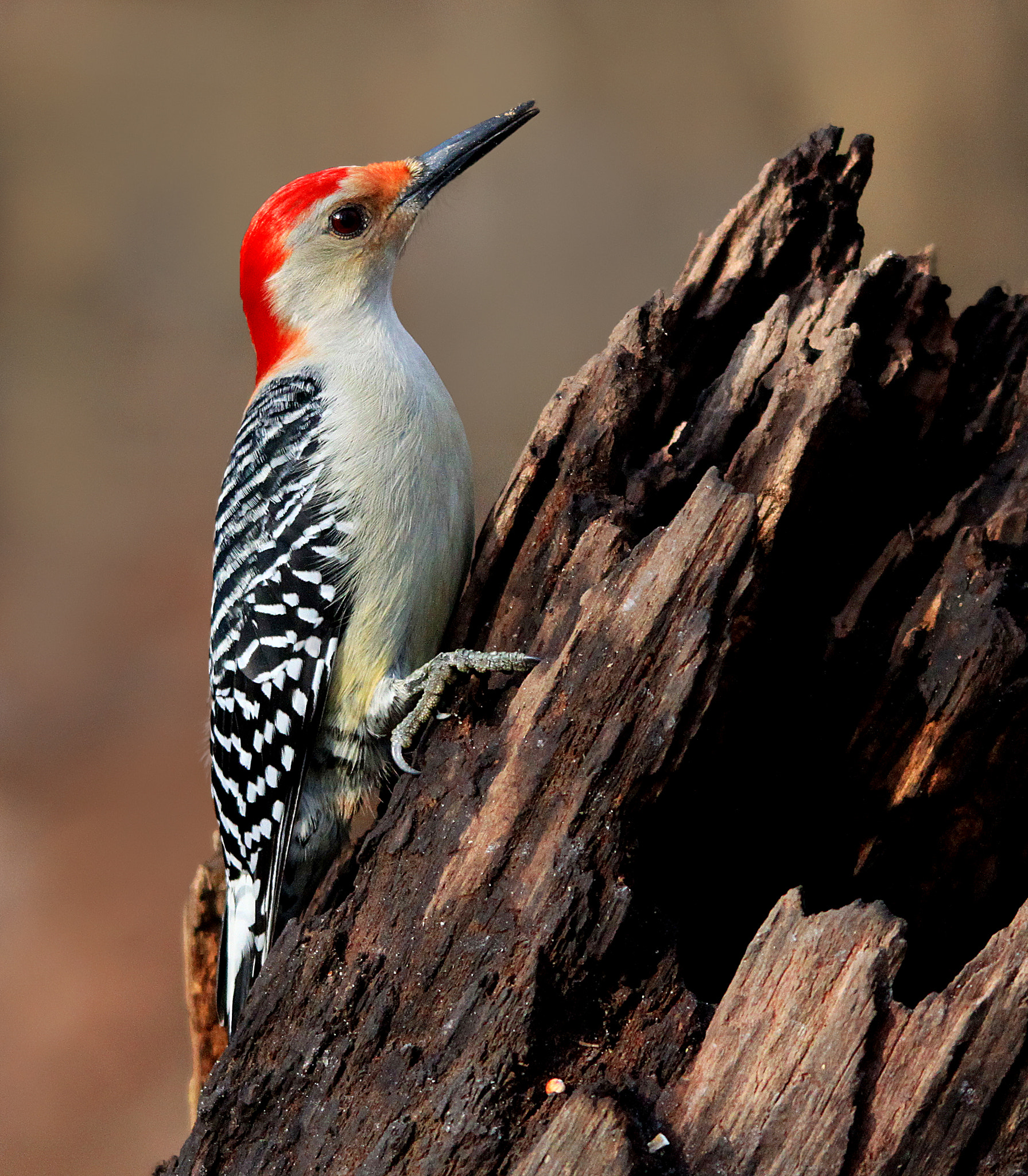 Sigma 150-500mm F5-6.3 DG OS HSM sample photo. Red bellied woodpecker photography