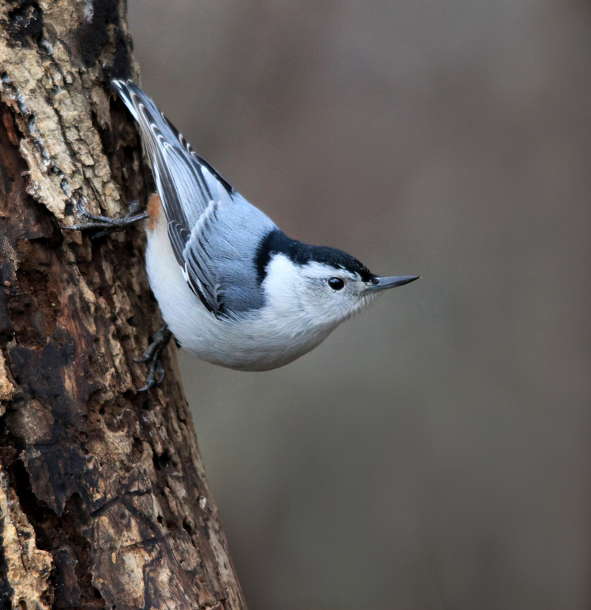 Sigma 150-500mm F5-6.3 DG OS HSM sample photo. White breasted nuthatch photography