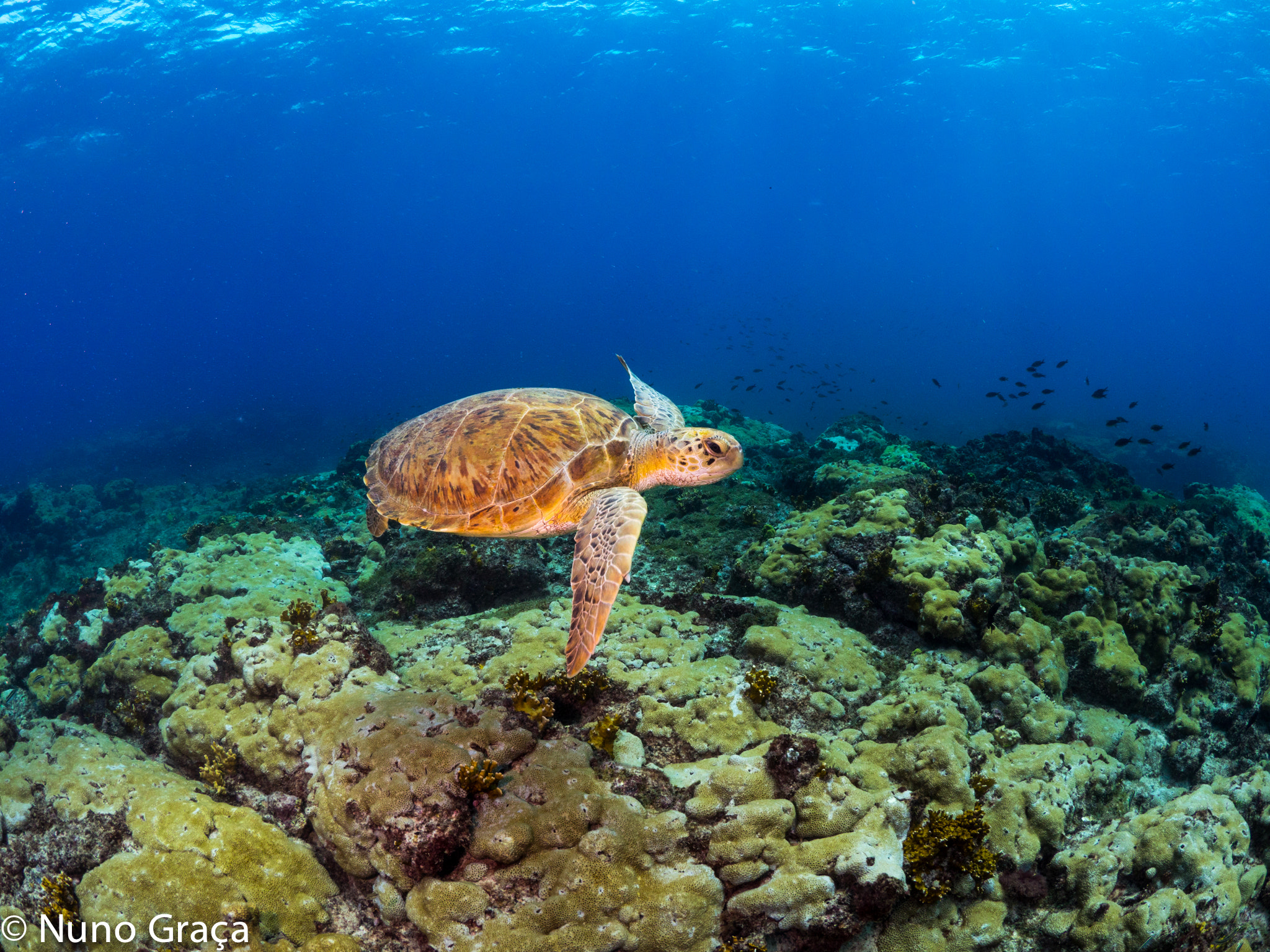 Olympus OM-D E-M1 sample photo. Turtle swimming photography